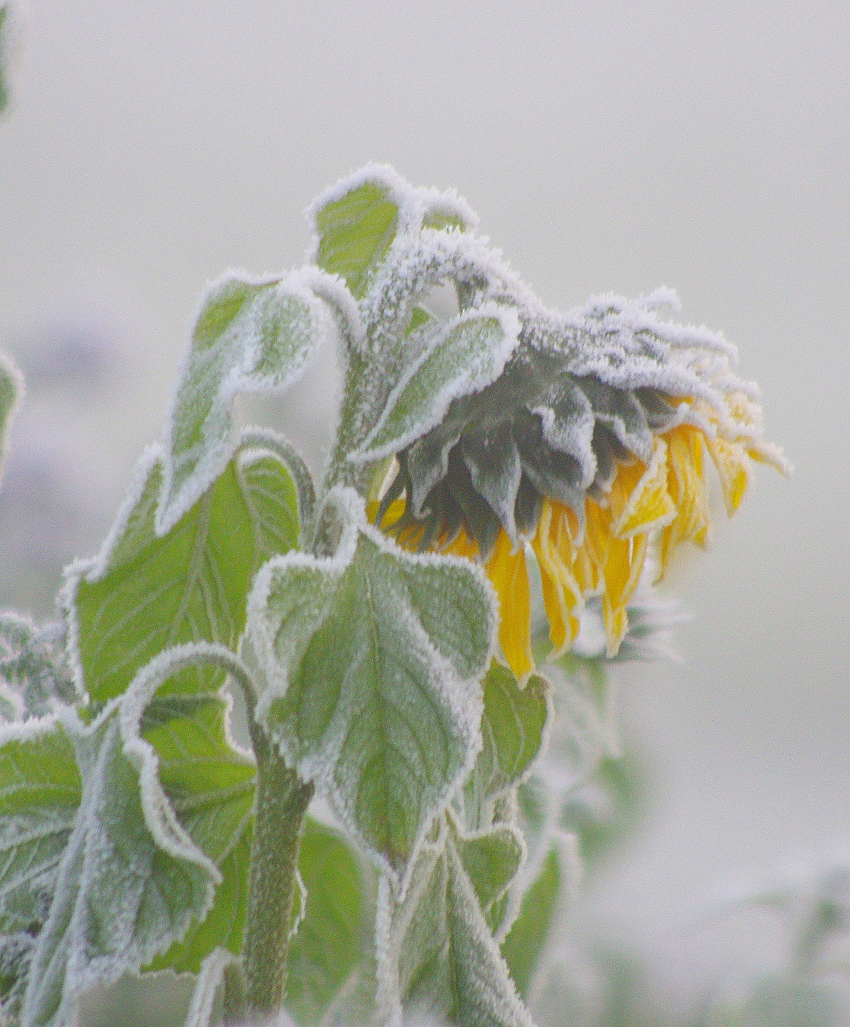smc PENTAX-DA L 55-300mm F4-5.8 ED sample photo. It´s cold outside photography