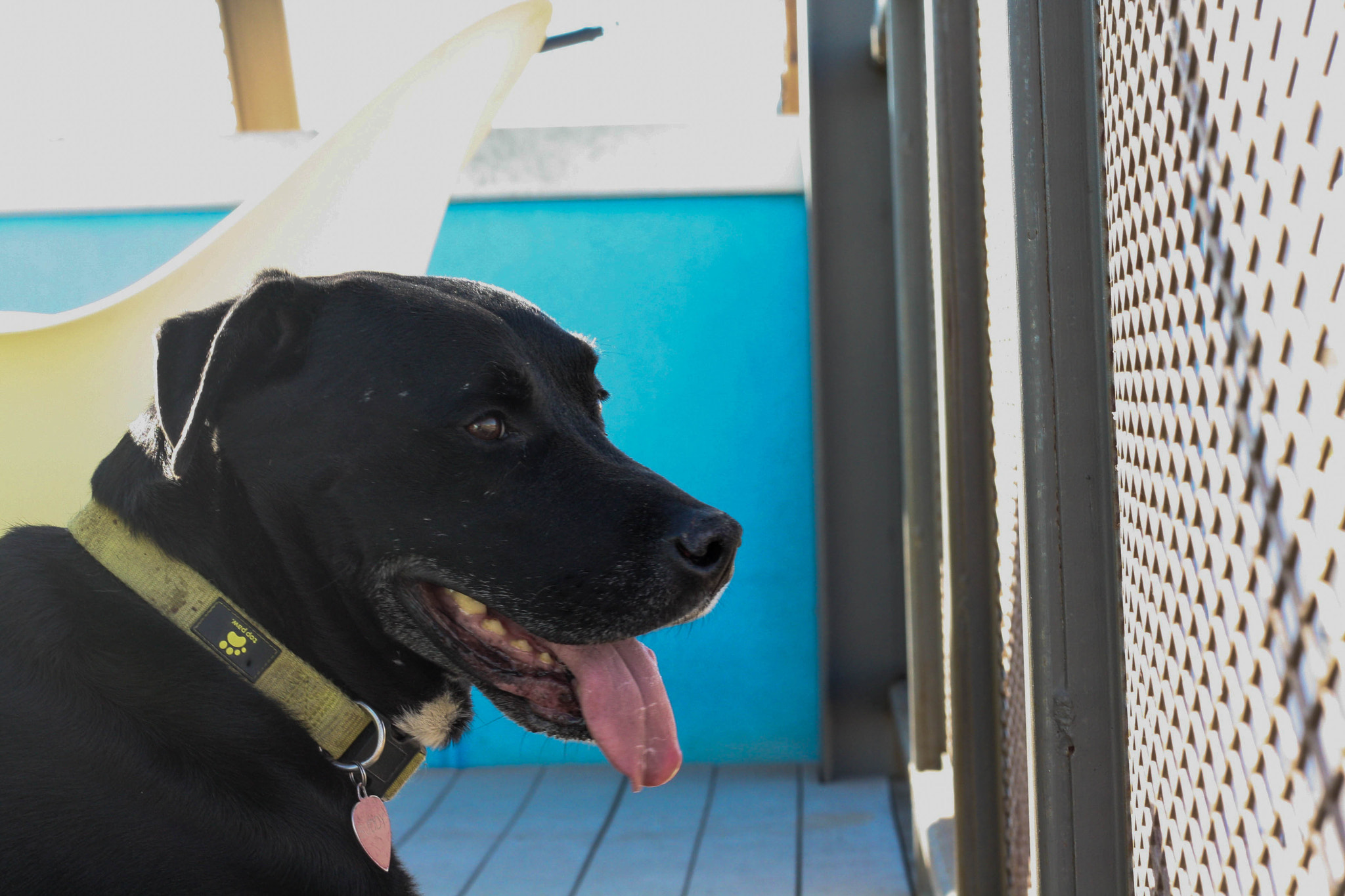Canon EOS 1000D (EOS Digital Rebel XS / EOS Kiss F) sample photo. Dog photography