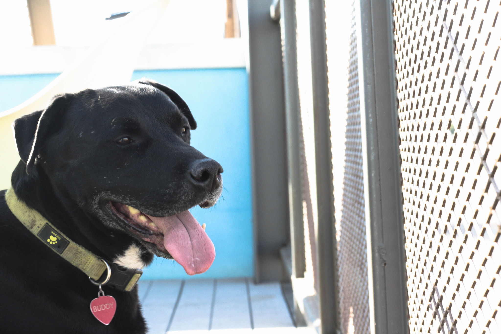 Canon EOS 1000D (EOS Digital Rebel XS / EOS Kiss F) sample photo. Dog photography