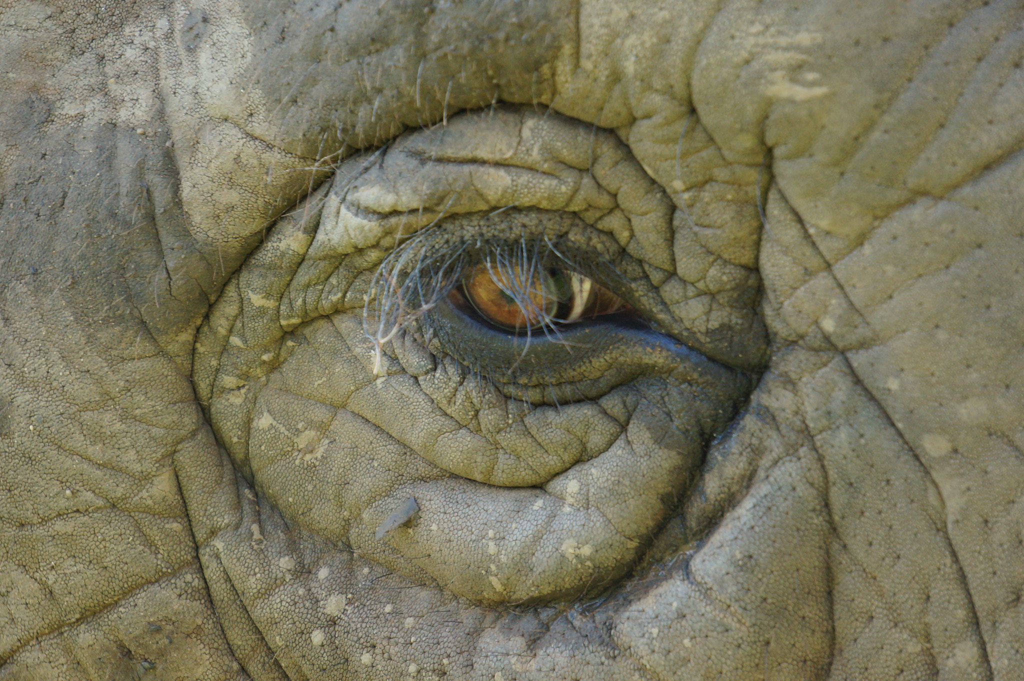 Sony E 55-210mm F4.5-6.3 OSS sample photo. Eye of an elephant photography