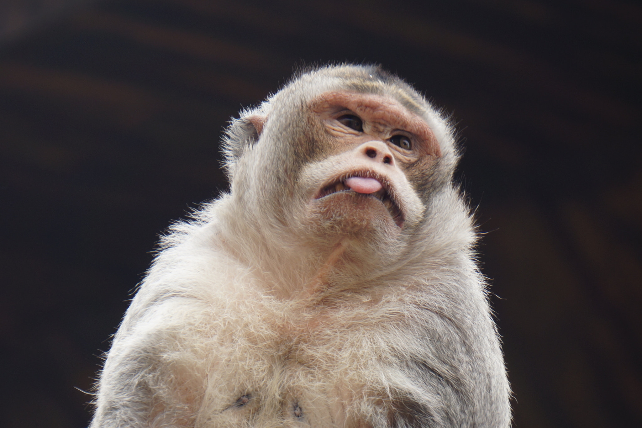 Sony E 55-210mm F4.5-6.3 OSS sample photo. Cheeky monkey photography