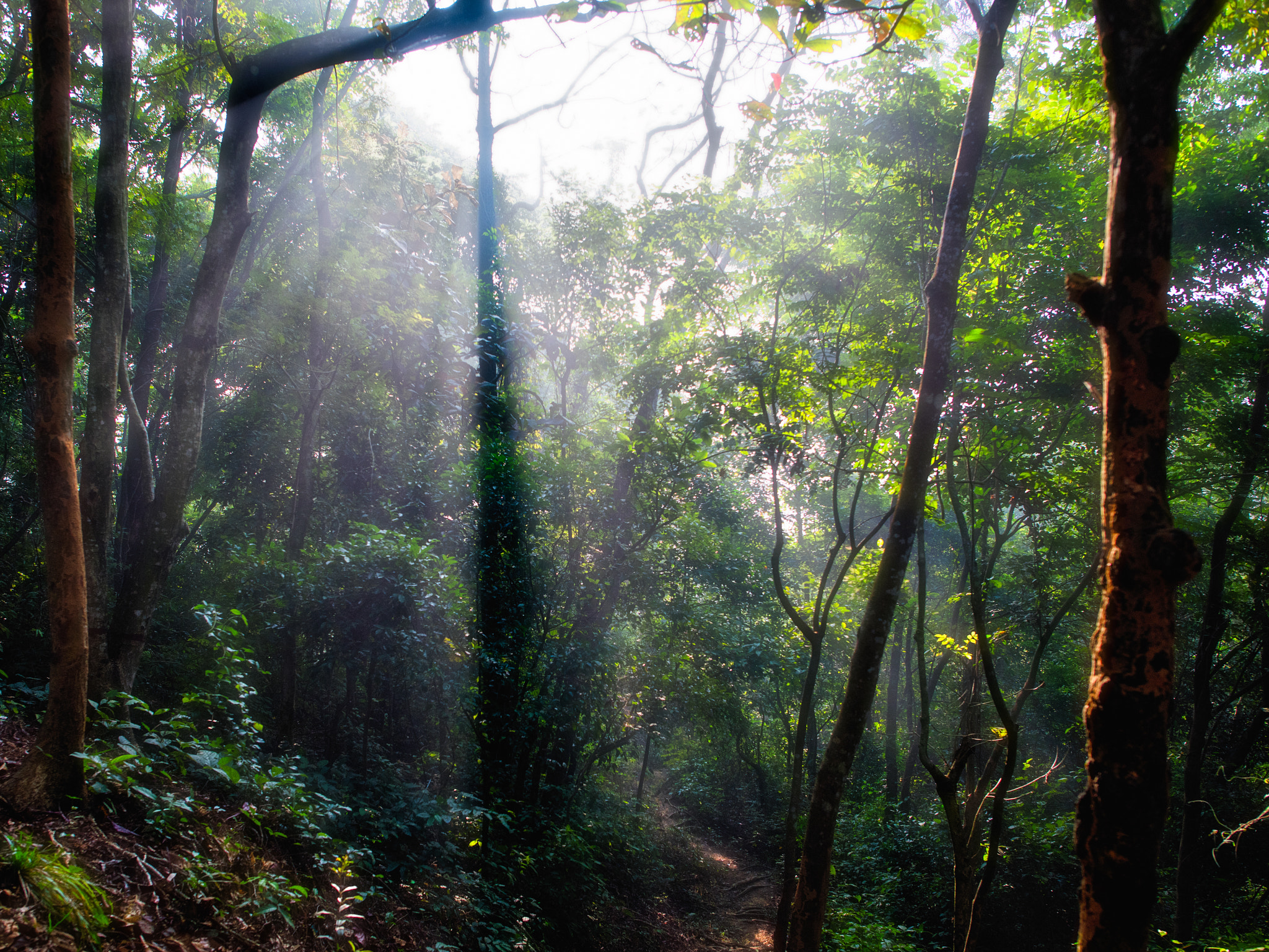 Nikon D810 + Nikon AF-S Nikkor 24mm F1.4G ED sample photo. Jungle photography