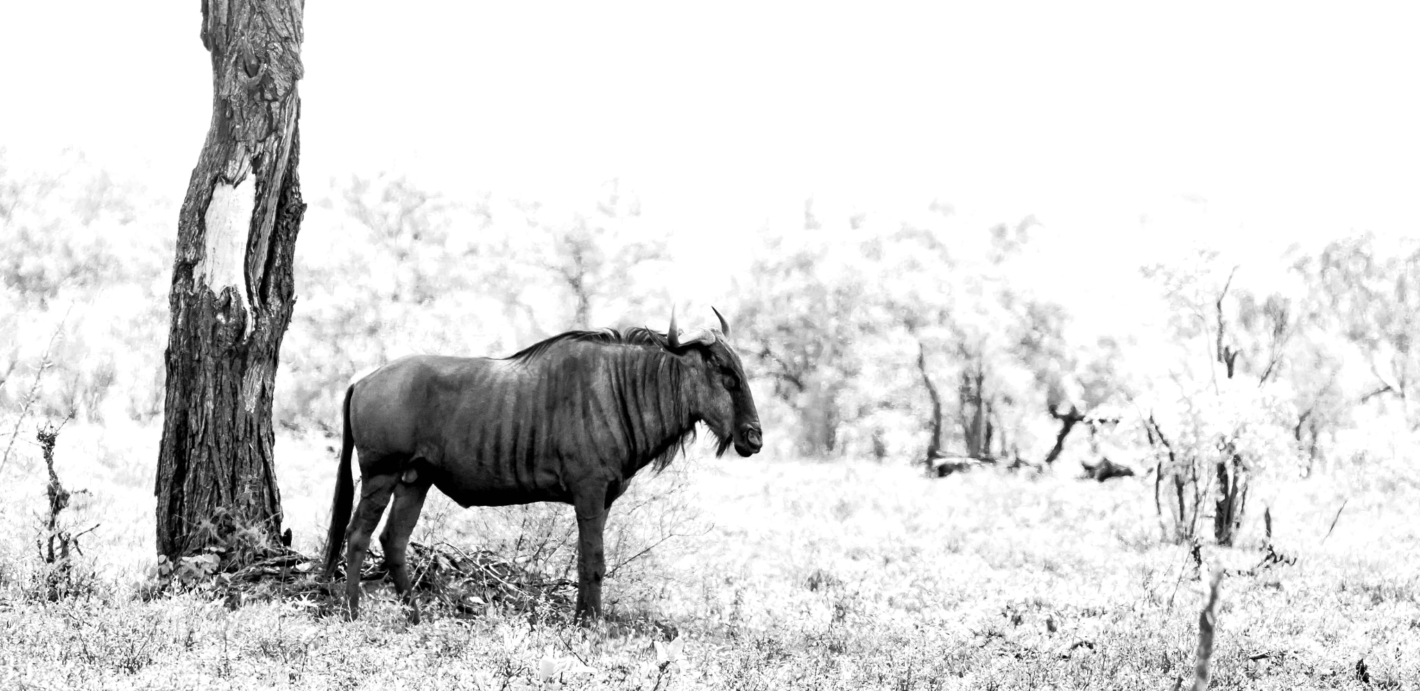 Sigma 150-500mm F5-6.3 DG OS HSM sample photo. Blue wildebeest photography