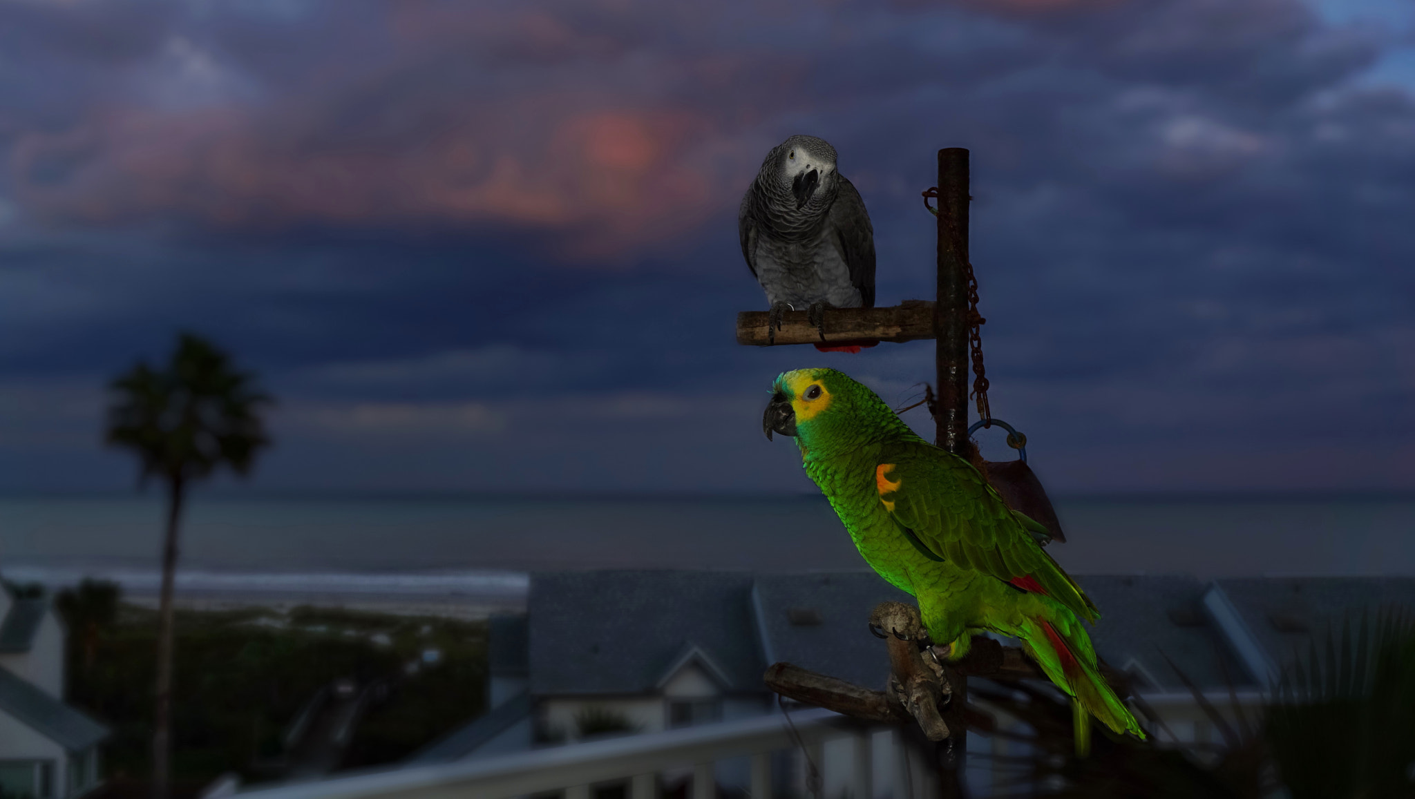 Sony E 16-50mm F3.5-5.6 PZ OSS sample photo. Parrots photography