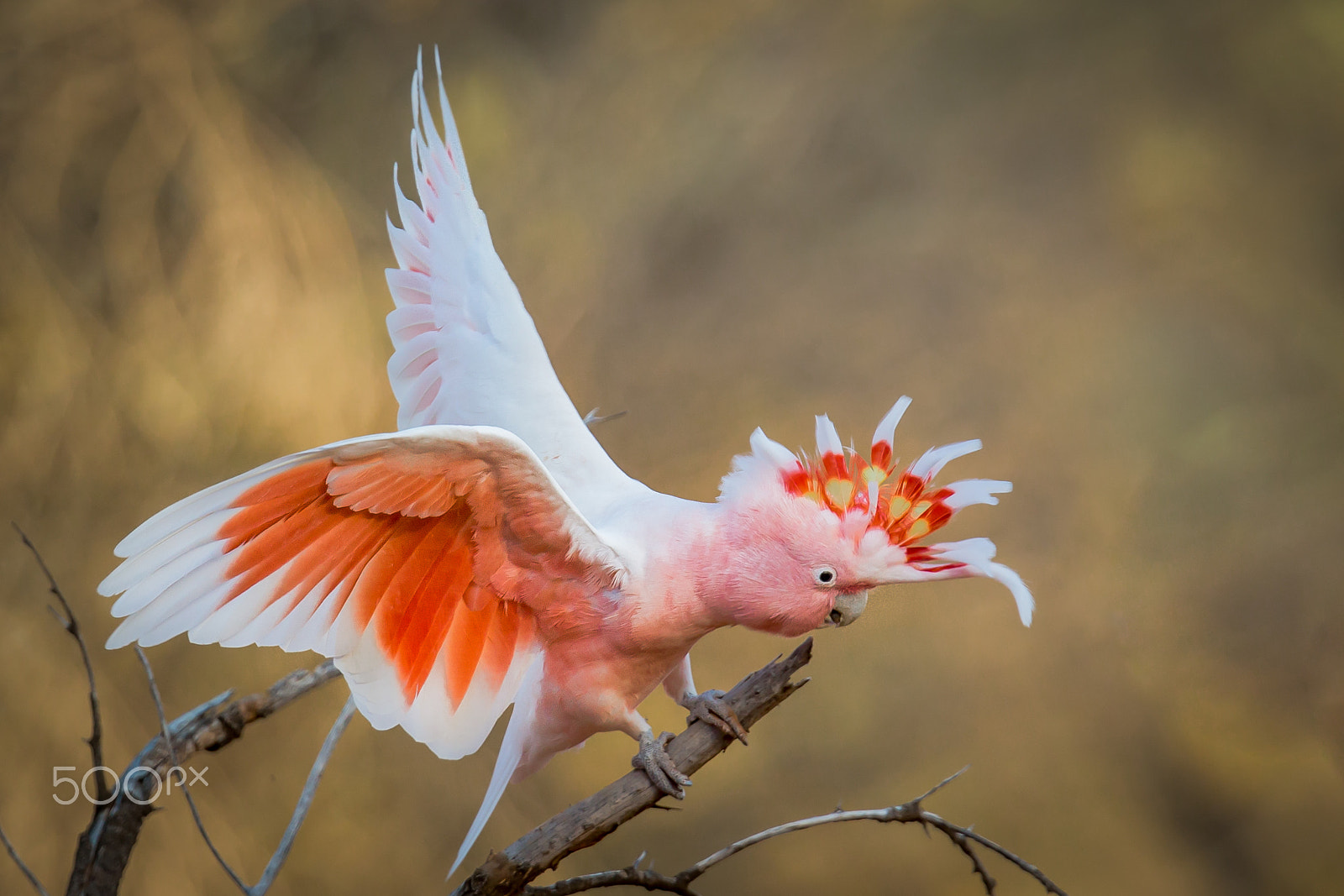 Canon EF 300mm F2.8L IS II USM sample photo. Outback princeling photography