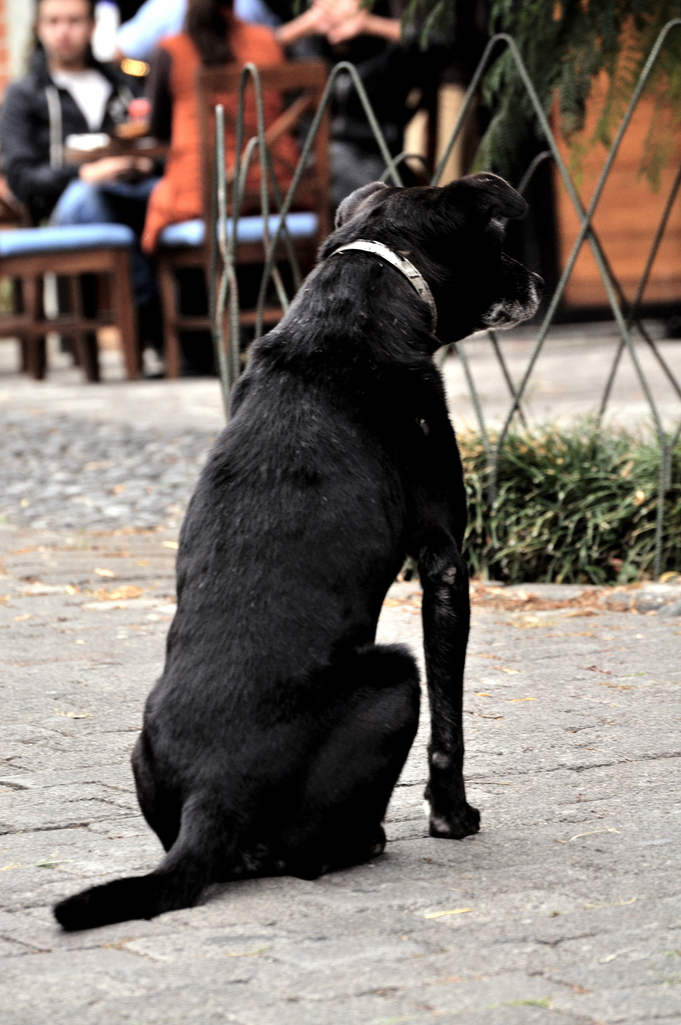 Nikon D5000 sample photo. Blacky photography