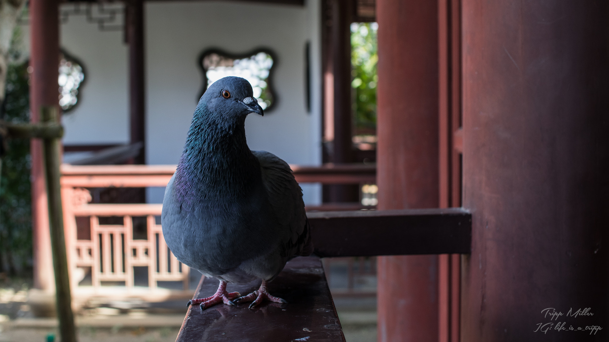 Sigma 30mm F1.4 EX DC HSM sample photo. Chillin photography