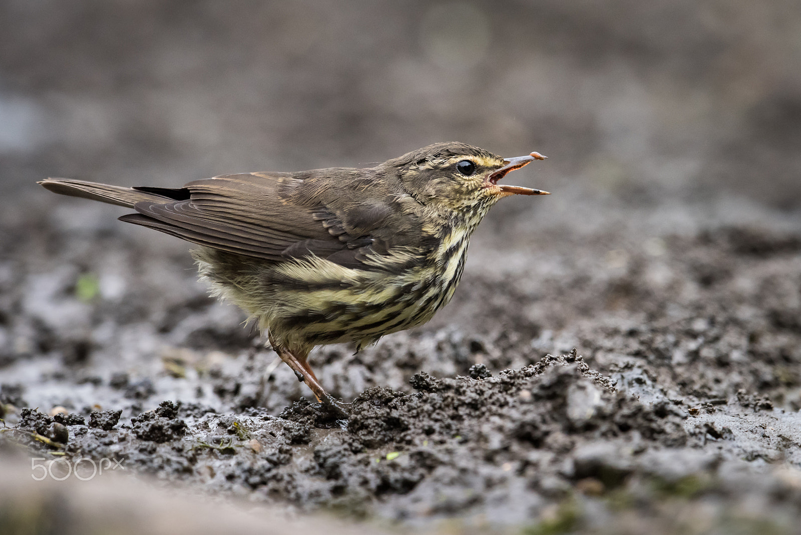 Nikon AF-S Nikkor 500mm F4E FL ED VR sample photo. Northern waterthrush photography