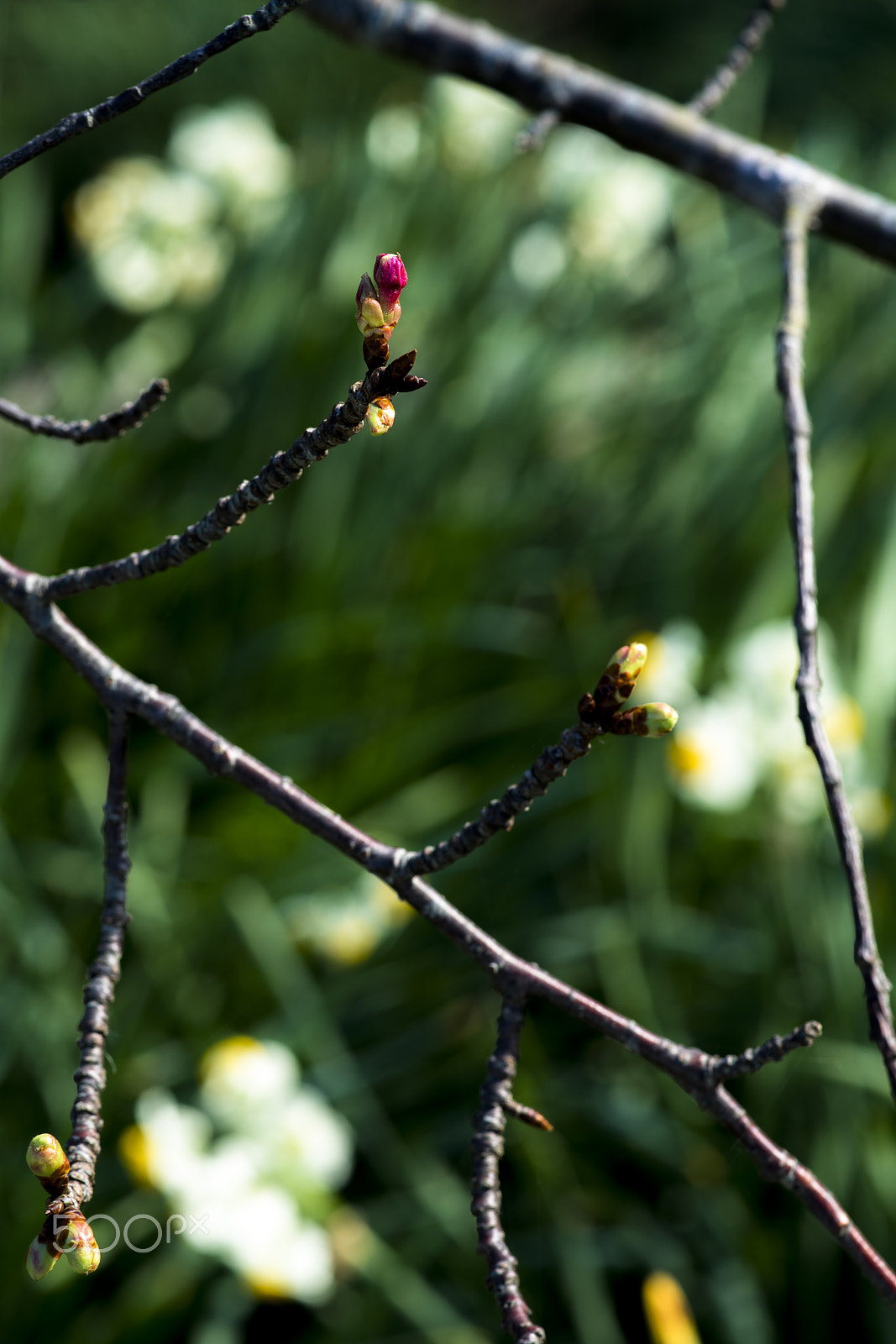 Minolta AF 100mm F2.8 Macro [New] sample photo. Waiting photography