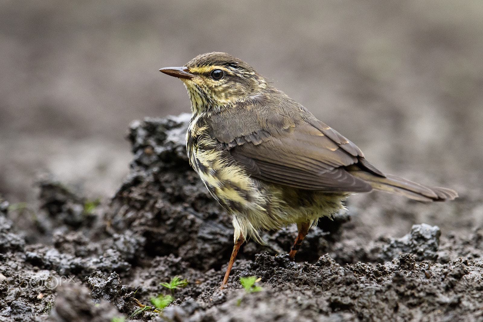 Nikon AF-S Nikkor 500mm F4E FL ED VR sample photo. Northern waterthrush photography
