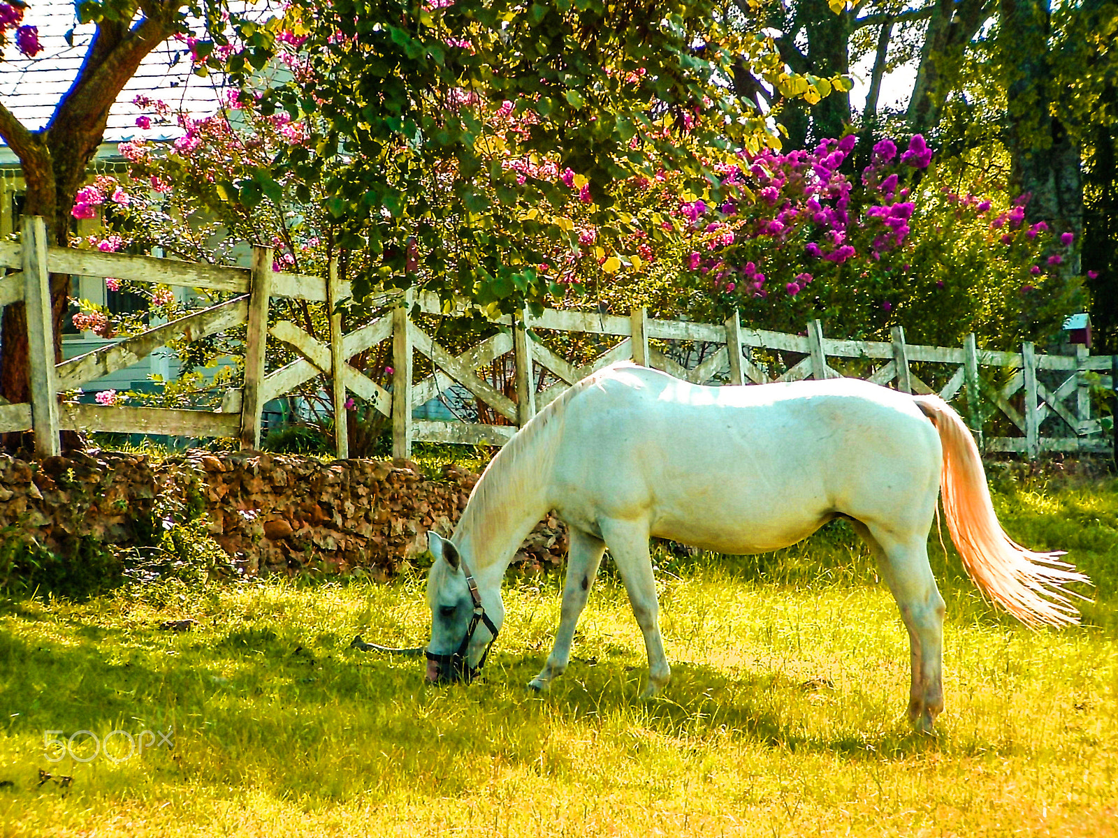 Fujifilm FinePix S3000 sample photo. White horse photography