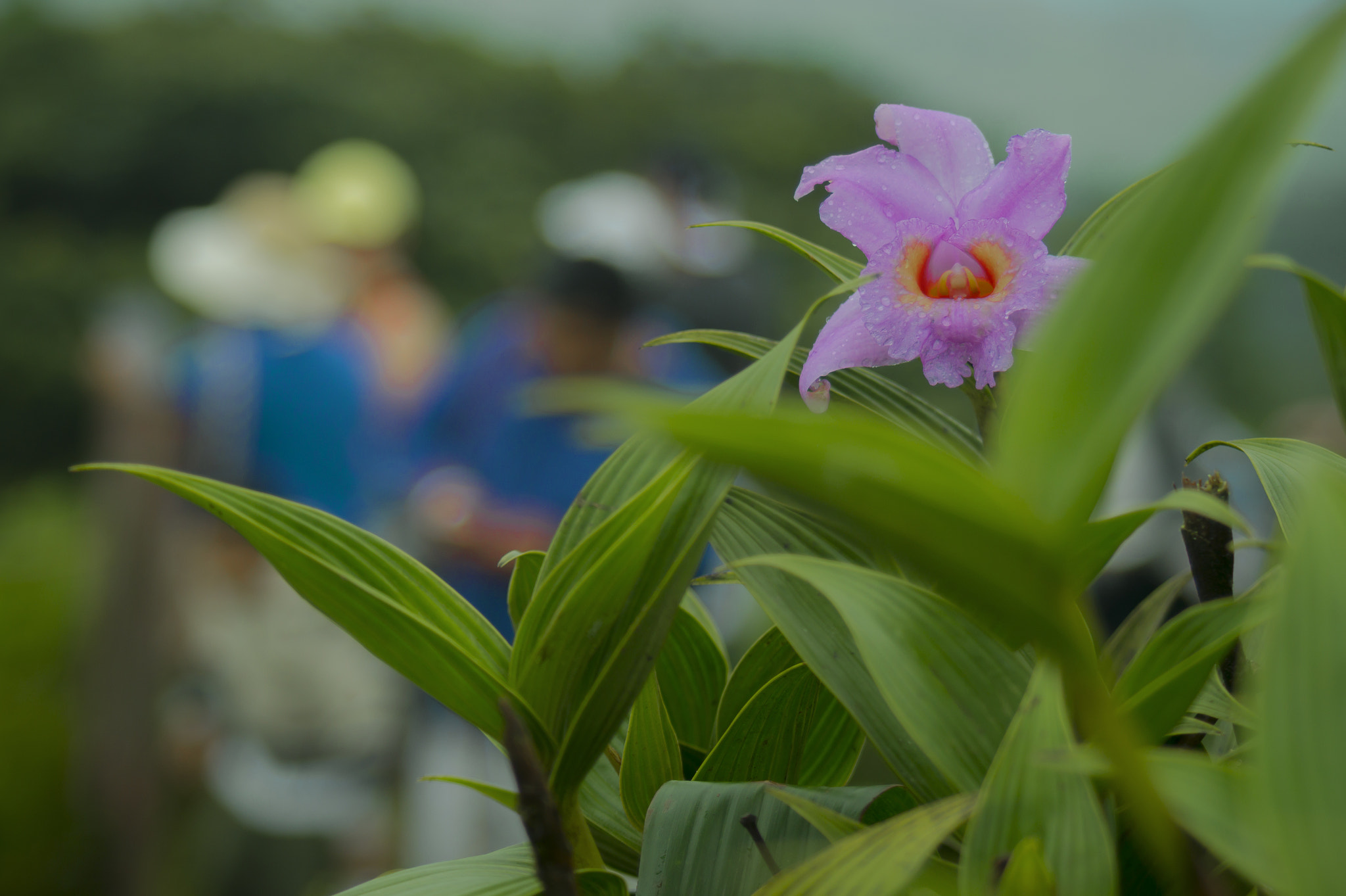 Minolta AF 28-100mm F3.5-5.6 (D) sample photo. Orchid photography
