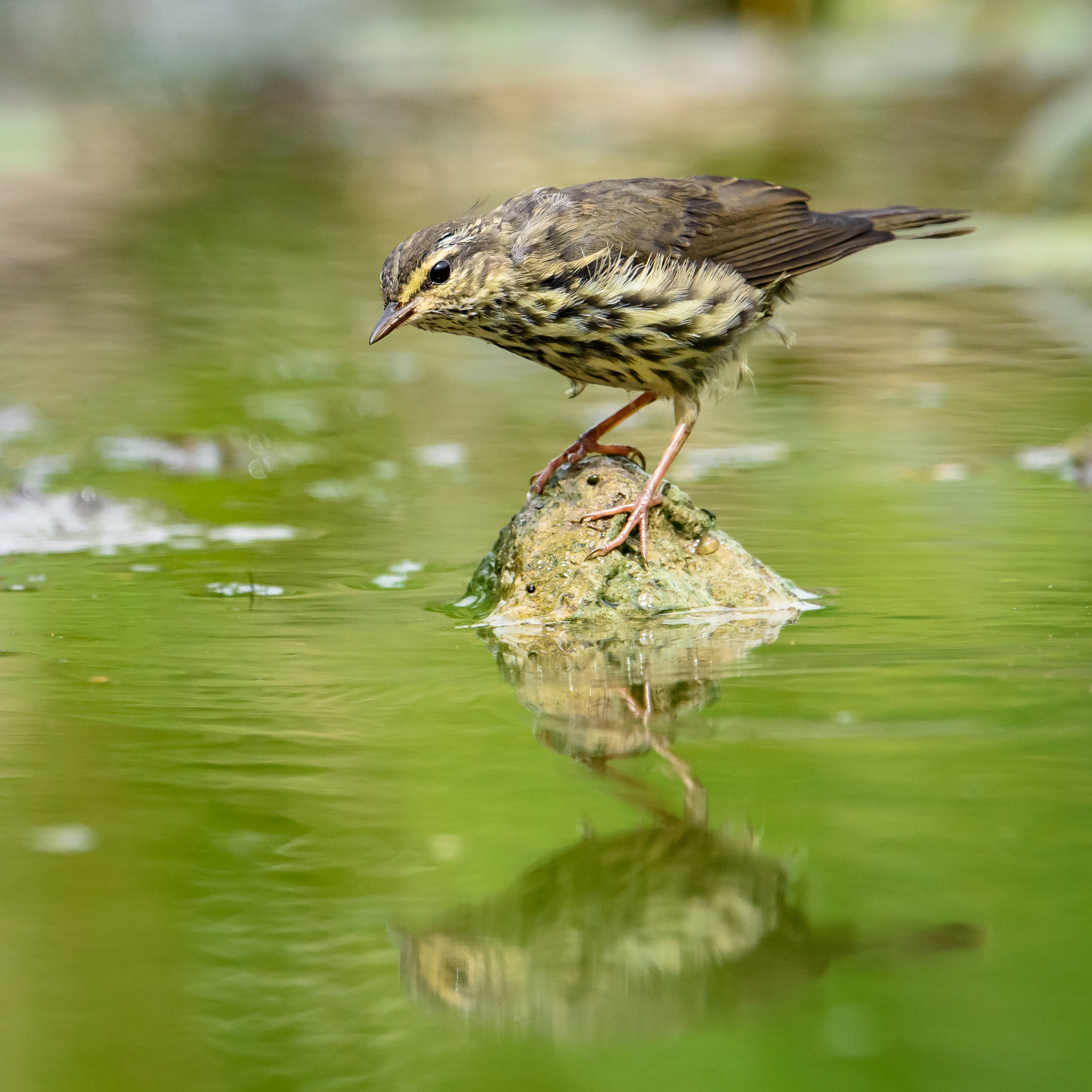Nikon AF-S Nikkor 500mm F4E FL ED VR sample photo. Northern waterthrush on a rock photography