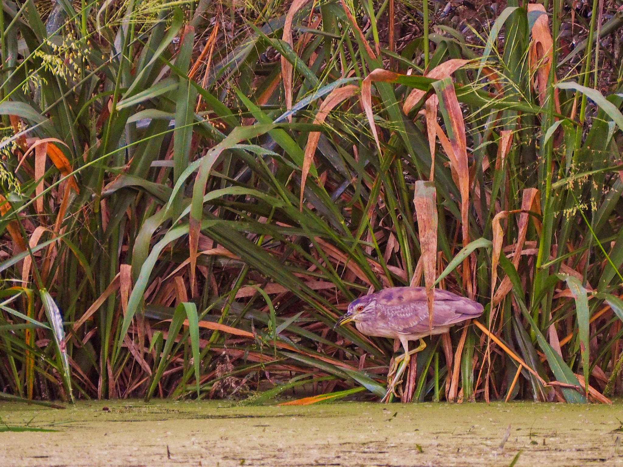 Olympus OM-D E-M5 II sample photo. Holding on tight along the ich photography