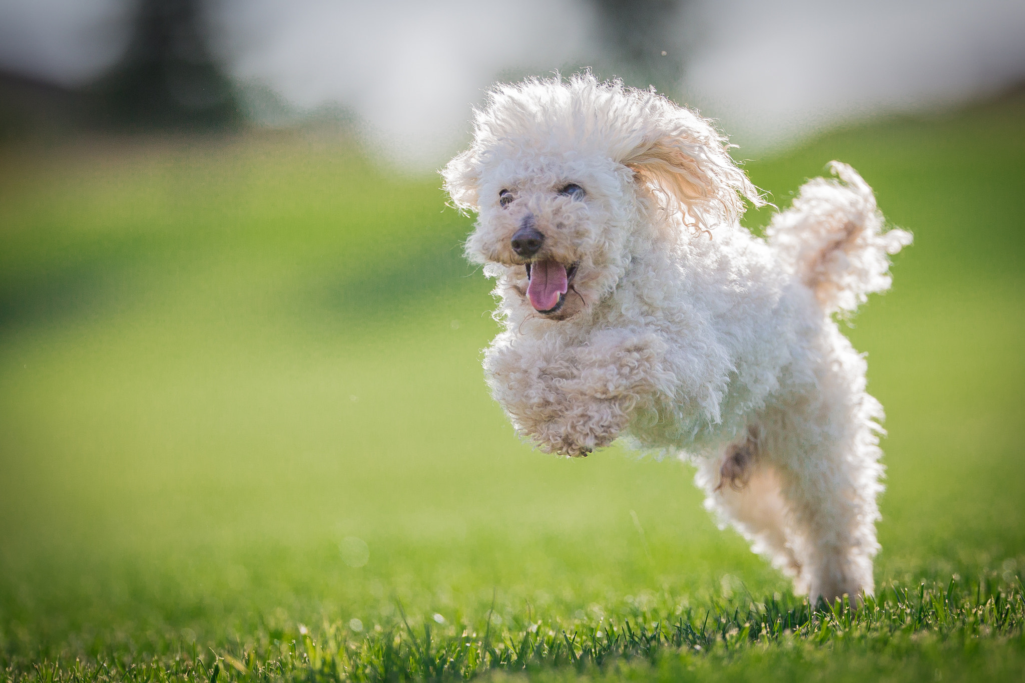 Canon EOS-1D X + Canon EF 200mm F2L IS USM sample photo. Bujpg o photography