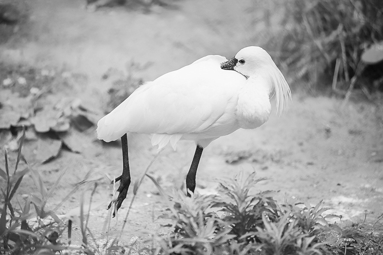 Sony Alpha DSLR-A850 + Minolta AF 70-210mm F4 Macro sample photo. White bird photography