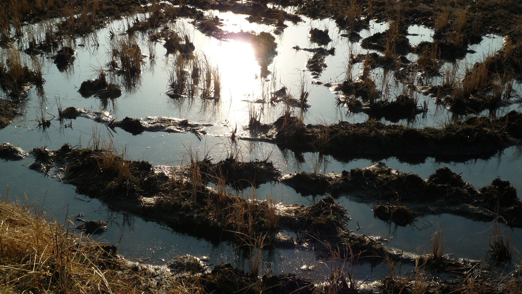 Panasonic DMC-FX500 sample photo. Rice paddy in winter photography