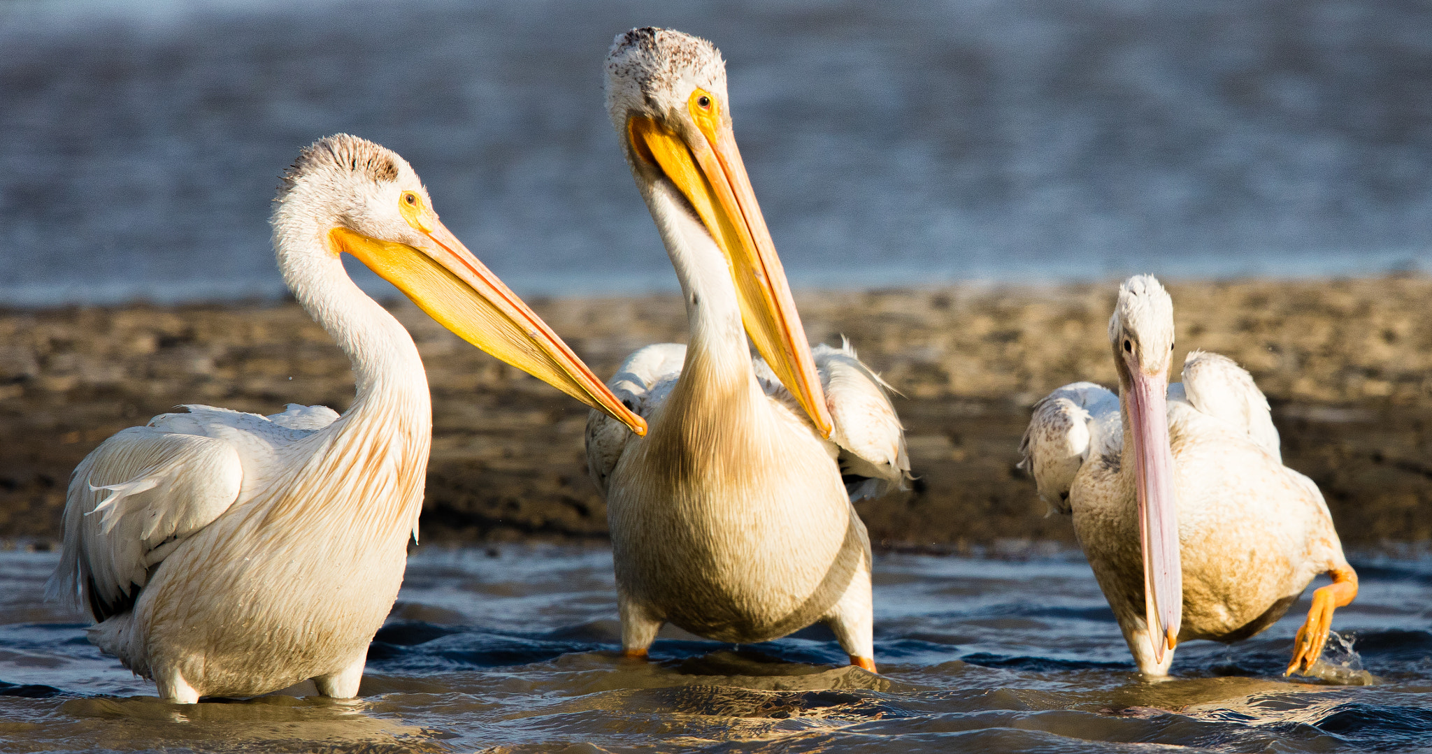 Canon EOS 5DS R + Canon EF 400mm F2.8L IS II USM sample photo. Ajpg o photography