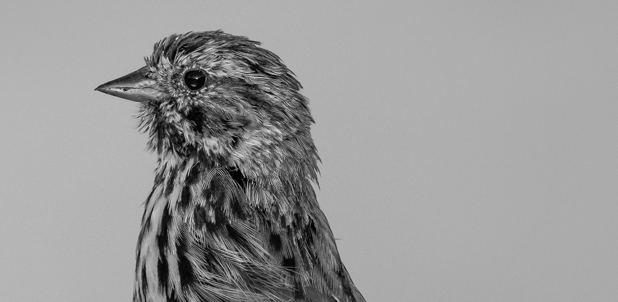 Canon EF 400mm F2.8L IS II USM sample photo. Ajpg o photography