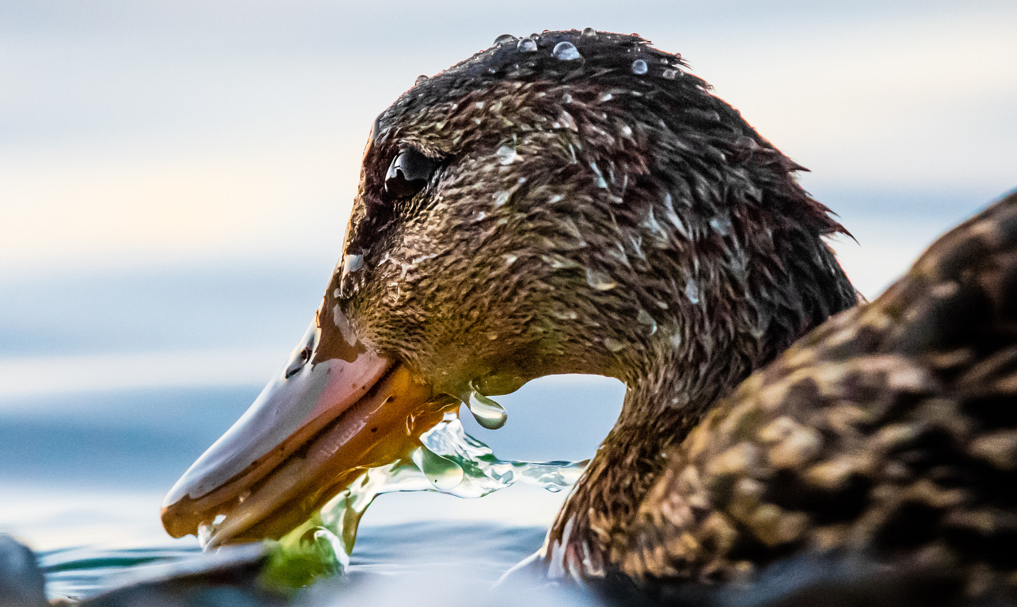 Canon EF 400mm F2.8L IS II USM sample photo. Ajpg o photography