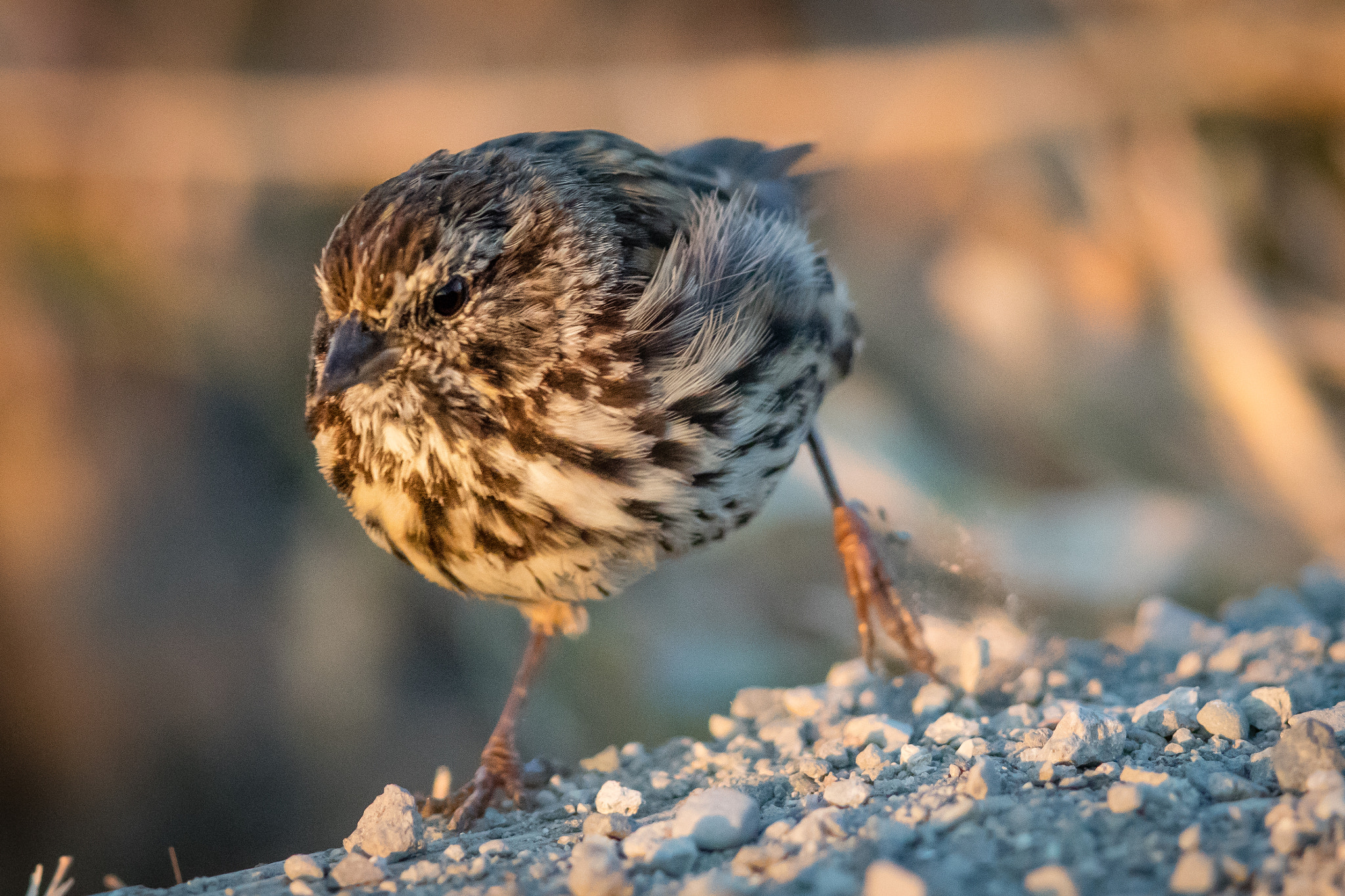 Canon EOS 5DS R + Canon EF 400mm F2.8L IS II USM sample photo. Ajpg o photography