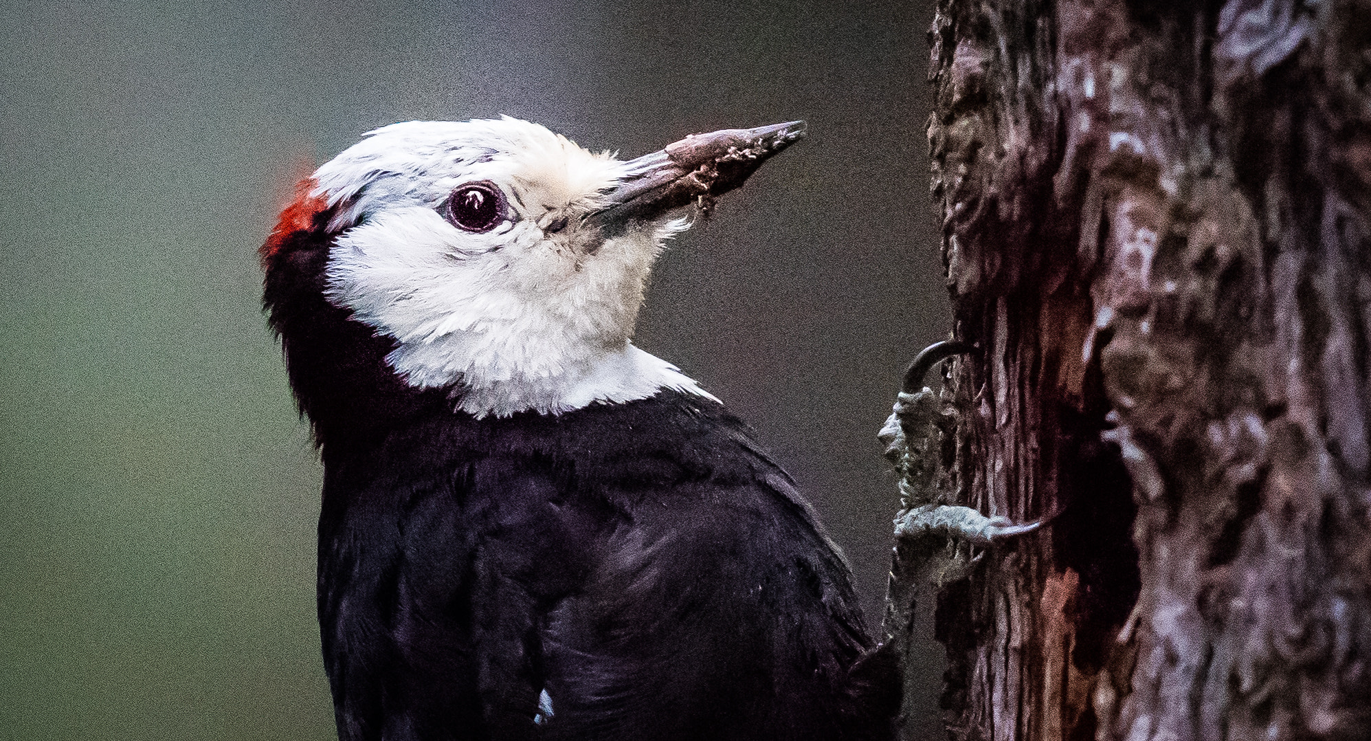 Canon EF 400mm F2.8L IS II USM sample photo. Ajpg o photography