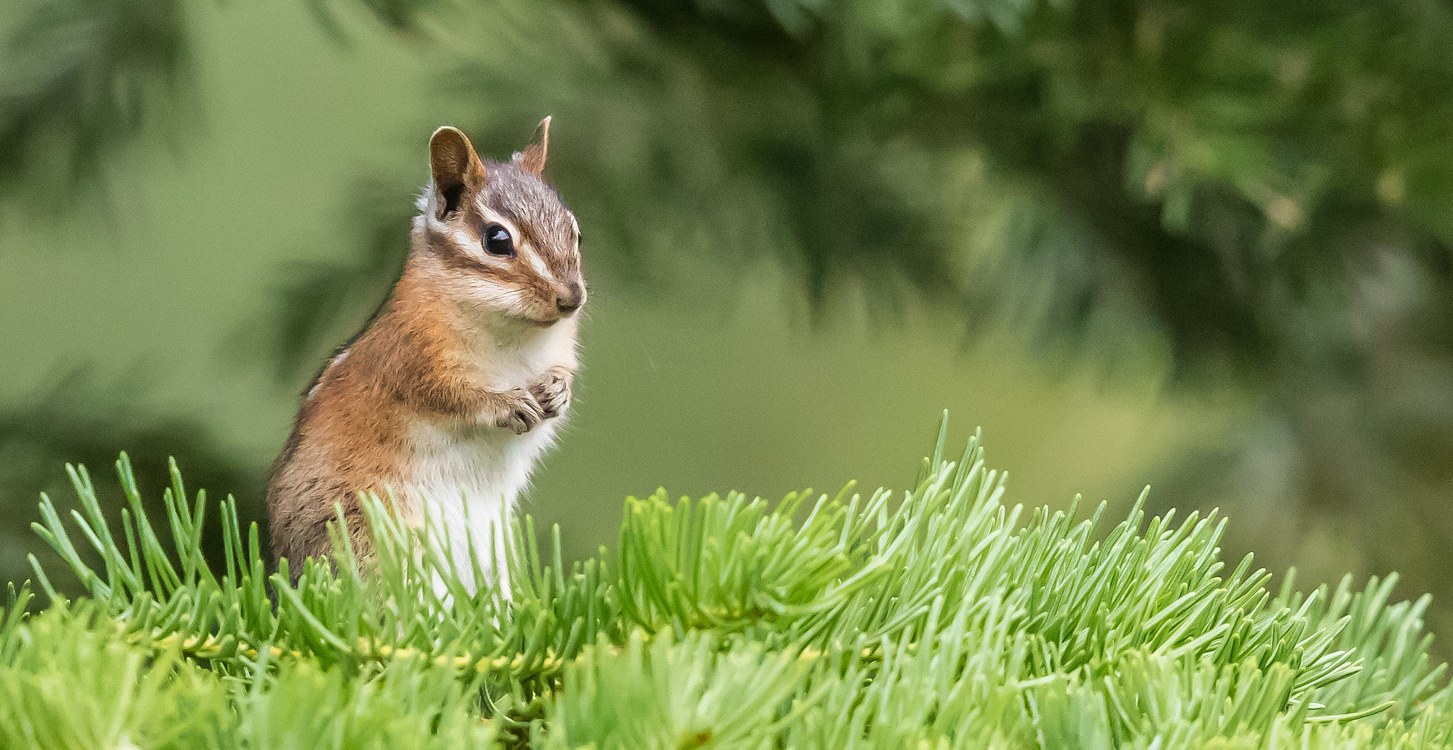 Canon EF 400mm F2.8L IS II USM sample photo. Ajpg o photography