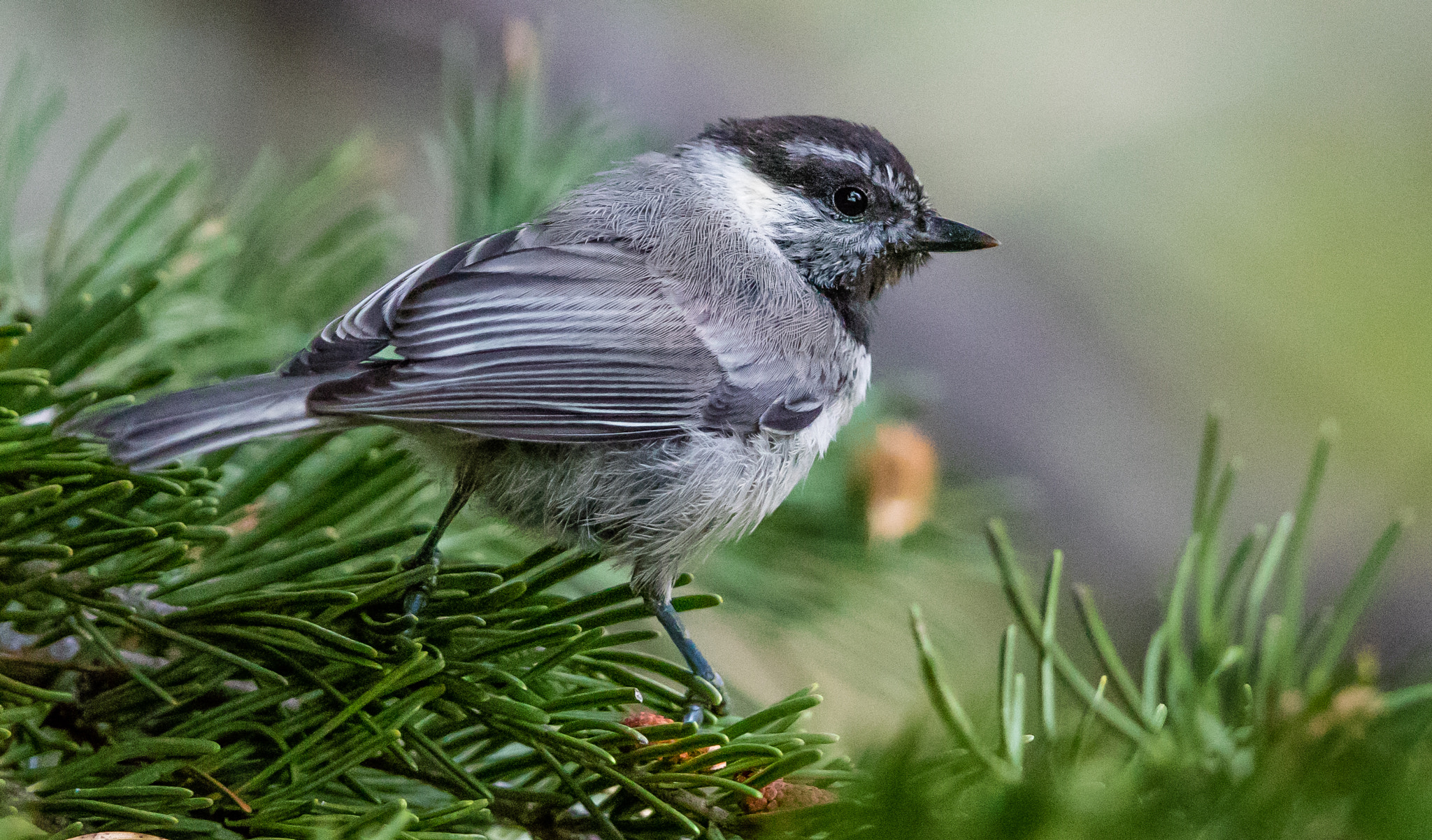 Canon EF 400mm F2.8L IS II USM sample photo. Ajpg o photography