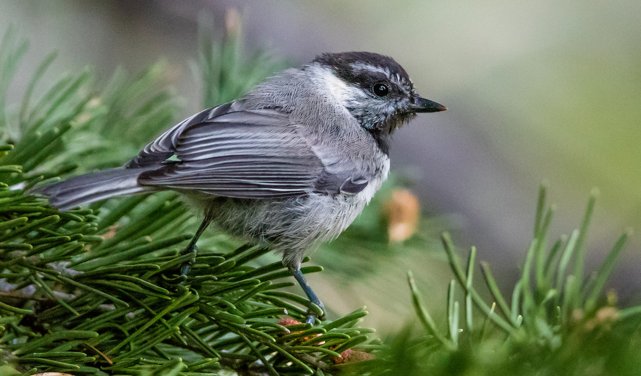 Canon EOS 5DS R + Canon EF 400mm F2.8L IS II USM sample photo. Ajpg o photography