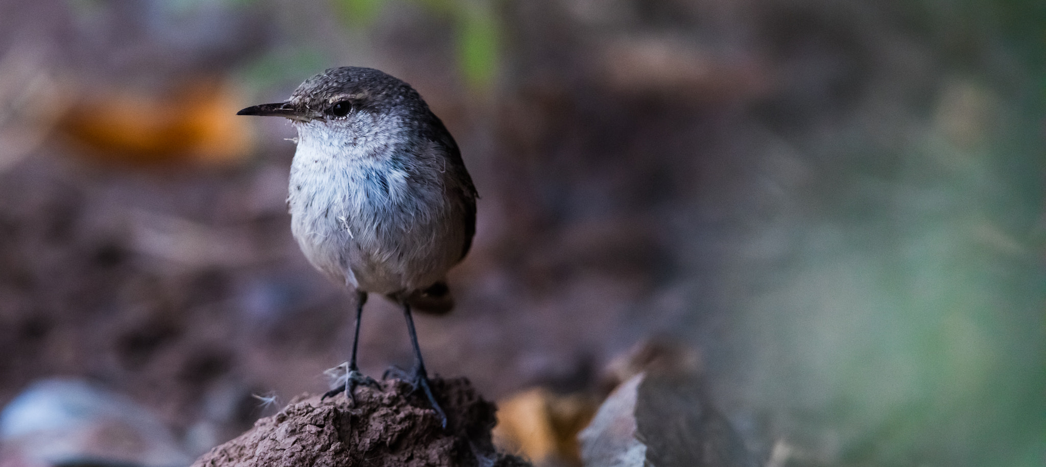 Canon EF 400mm F2.8L IS II USM sample photo. Ajpg o photography