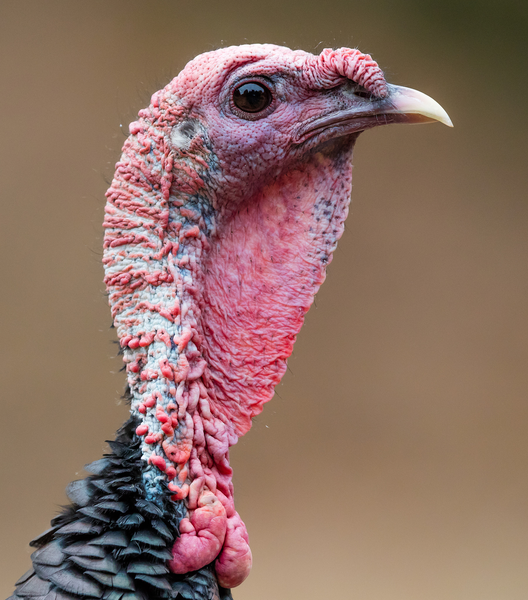 Canon EF 400mm F2.8L IS II USM sample photo. Ajpg o photography