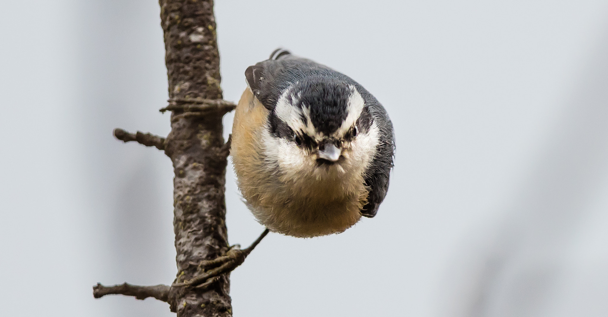 Canon EF 400mm F2.8L IS II USM sample photo. Ajpg o photography