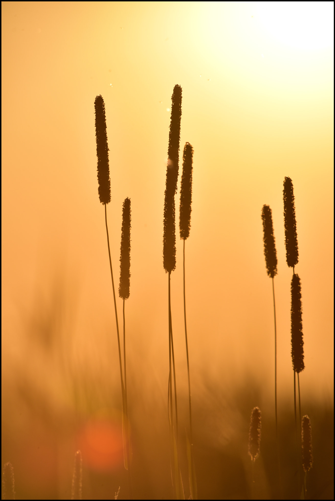 Sigma 50-500mm F4.5-6.3 DG OS HSM sample photo. Abendfarben photography