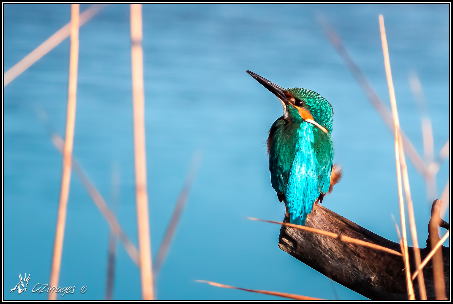 Canon EOS 50D sample photo. Martin pêcheur / kingfisher photography