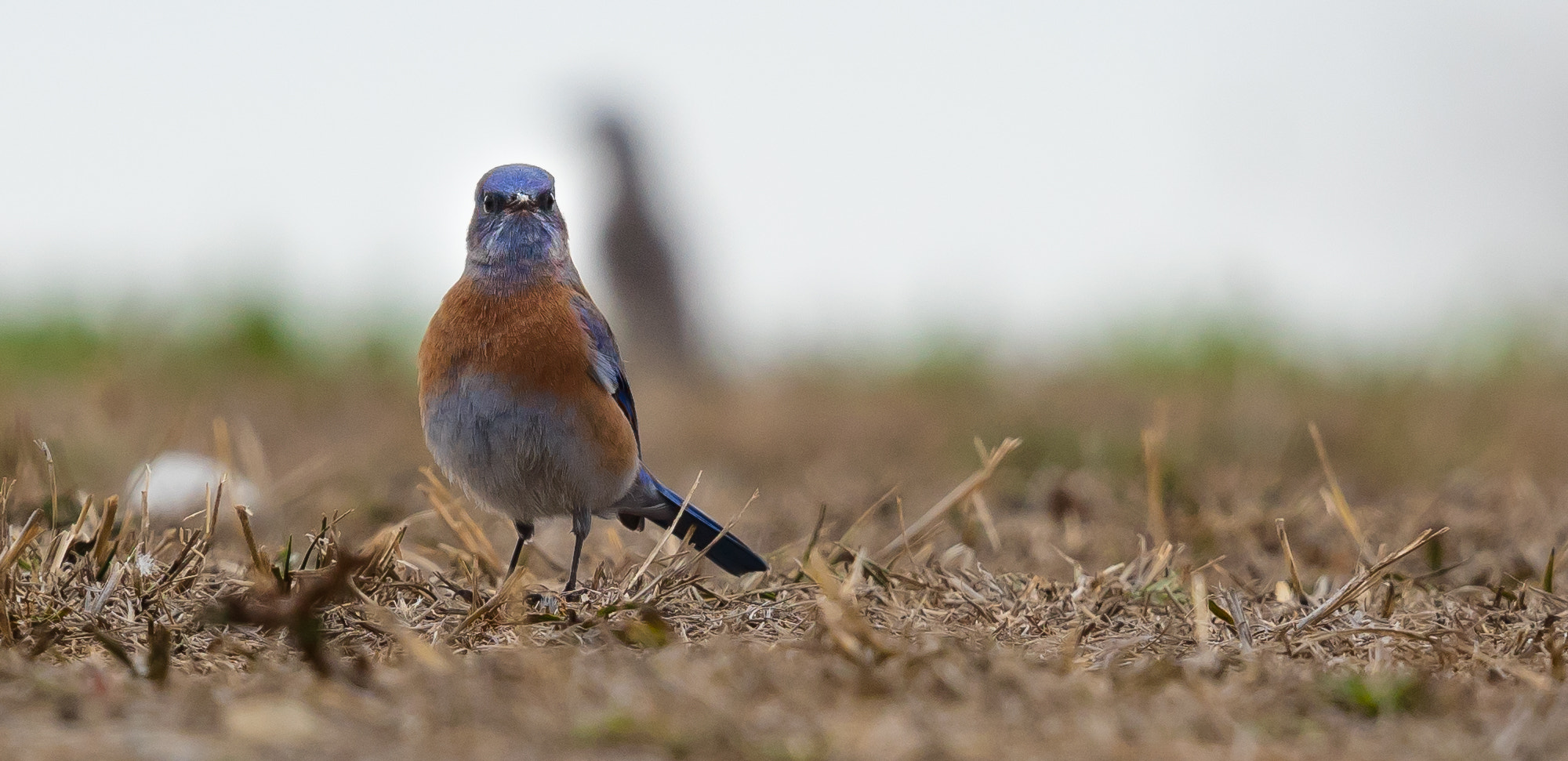 Canon EOS 5DS R + Canon EF 400mm F2.8L IS II USM sample photo. Ajpg o photography