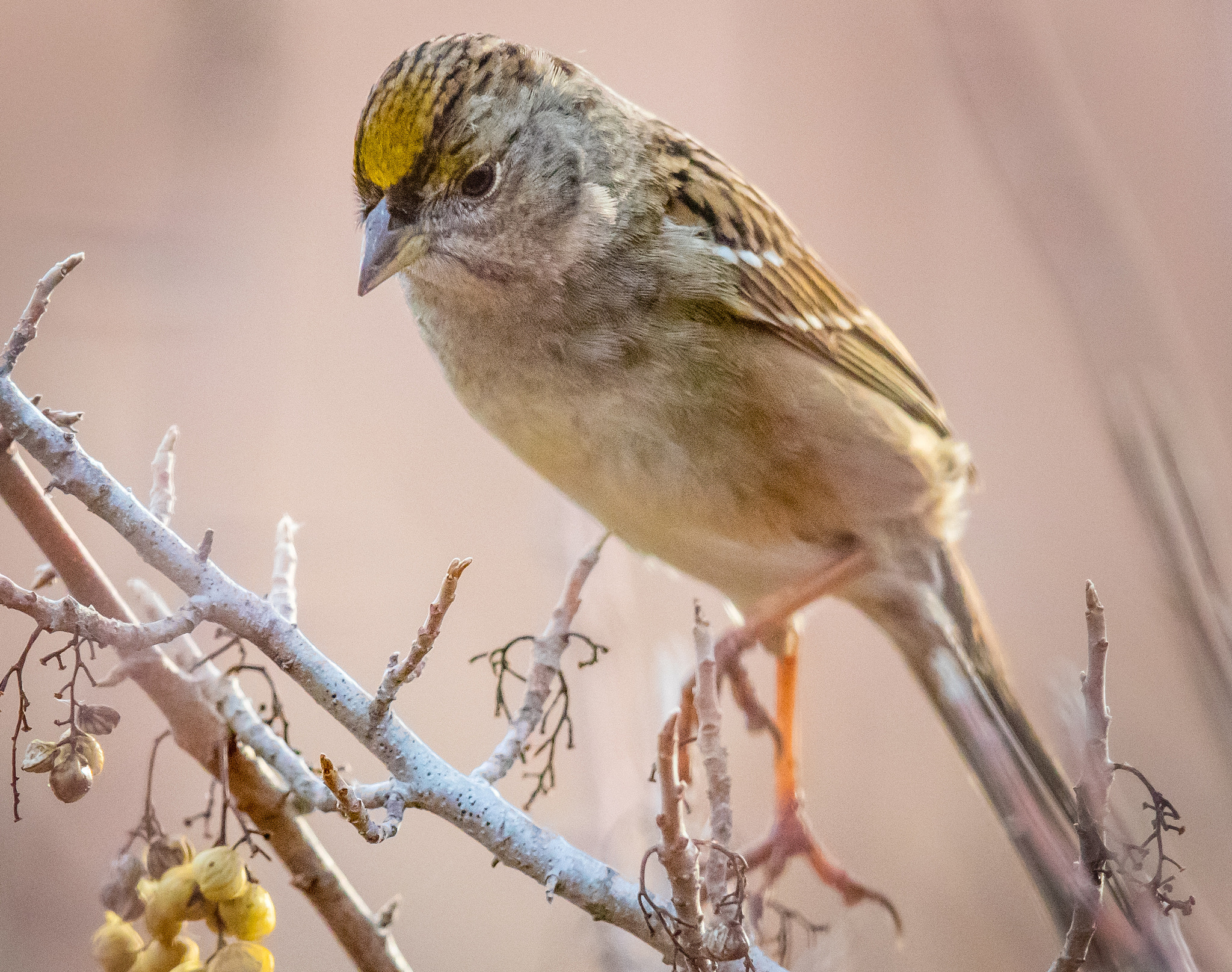 Canon EF 400mm F2.8L IS II USM sample photo. Ajpg o photography