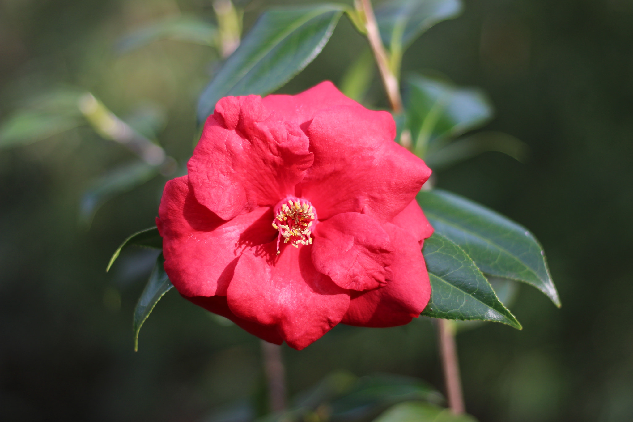 Canon EOS 100D (EOS Rebel SL1 / EOS Kiss X7) sample photo. Royal velvet photography