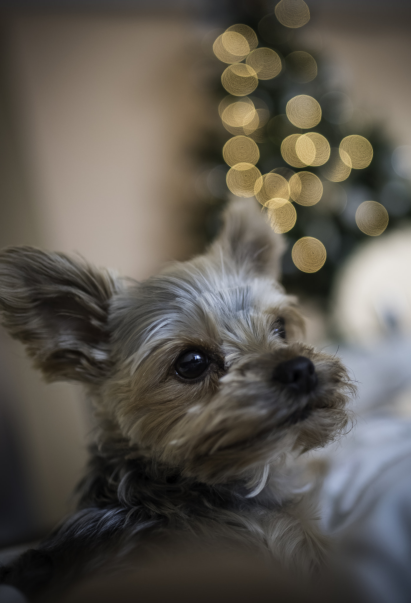 Nikon D750 + Tamron SP 35mm F1.8 Di VC USD sample photo. 1.jpg photography