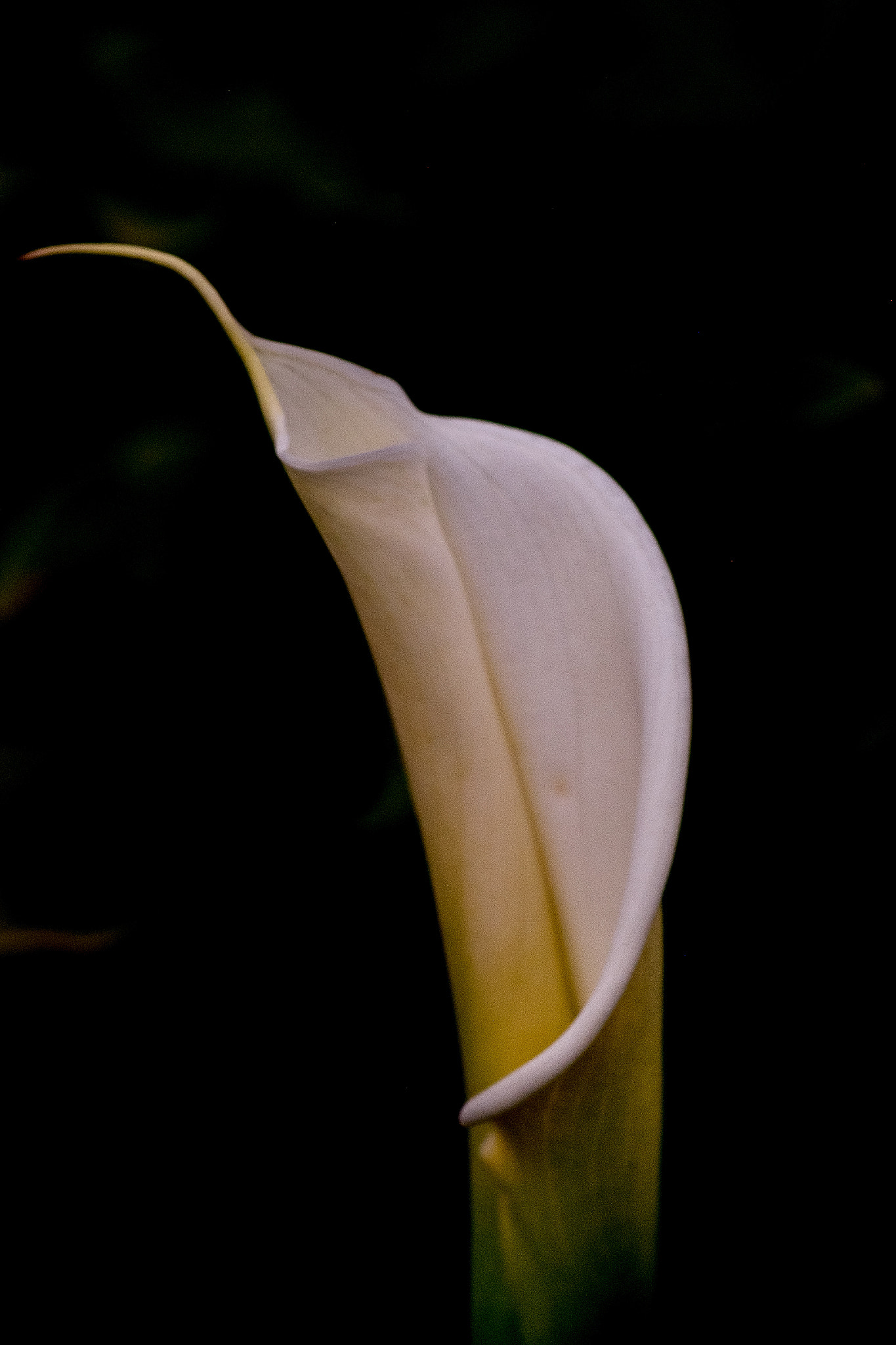 Fujifilm X-E2 + Fujifilm XF 60mm F2.4 R Macro sample photo. Calla lily photography