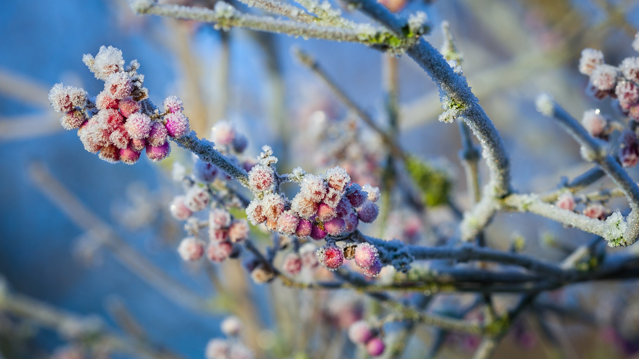 Canon EF 100mm F2.8 Macro USM sample photo. Frozen berries photography