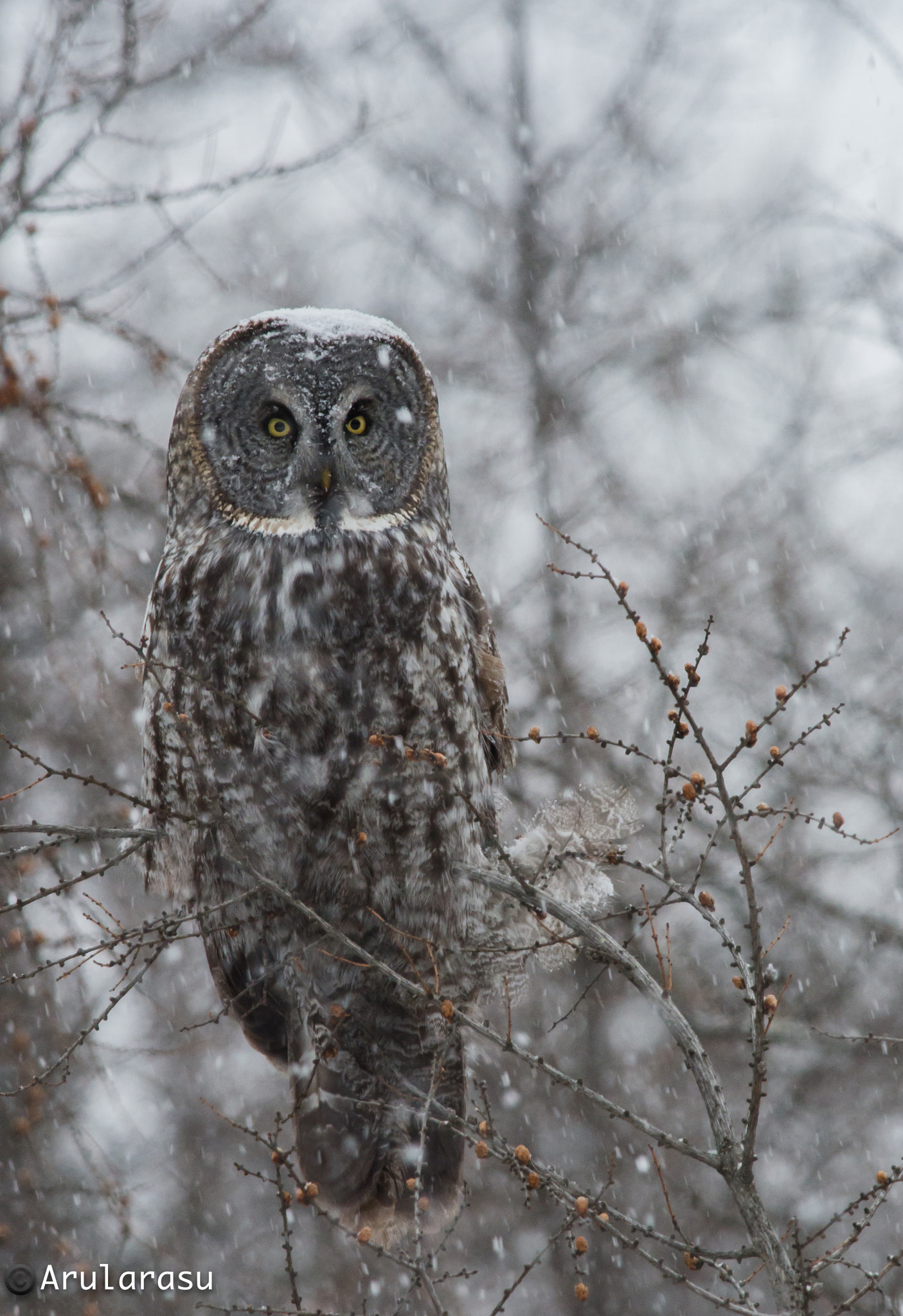 Nikon AF-S Nikkor 300mm F4D ED-IF sample photo. Great gray owl photography