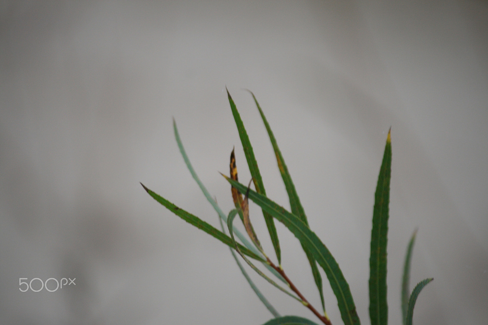 Canon EF-S 55-250mm F4-5.6 IS sample photo. Frond photography