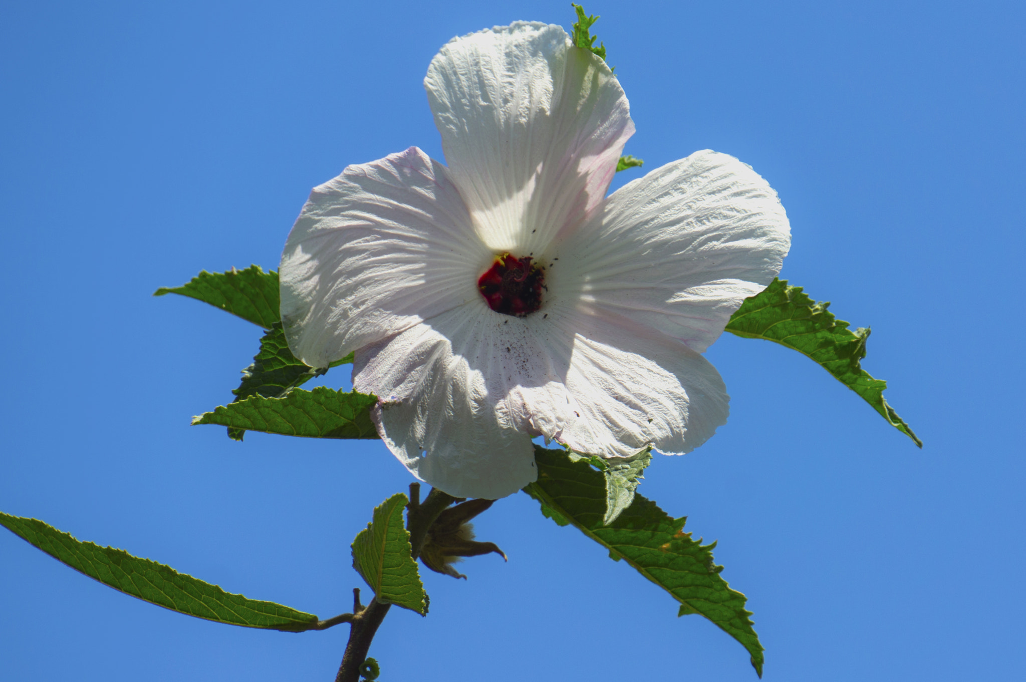 Sony E 18-200mm F3.5-6.3 OSS sample photo. Big flimsy hibiscus photography