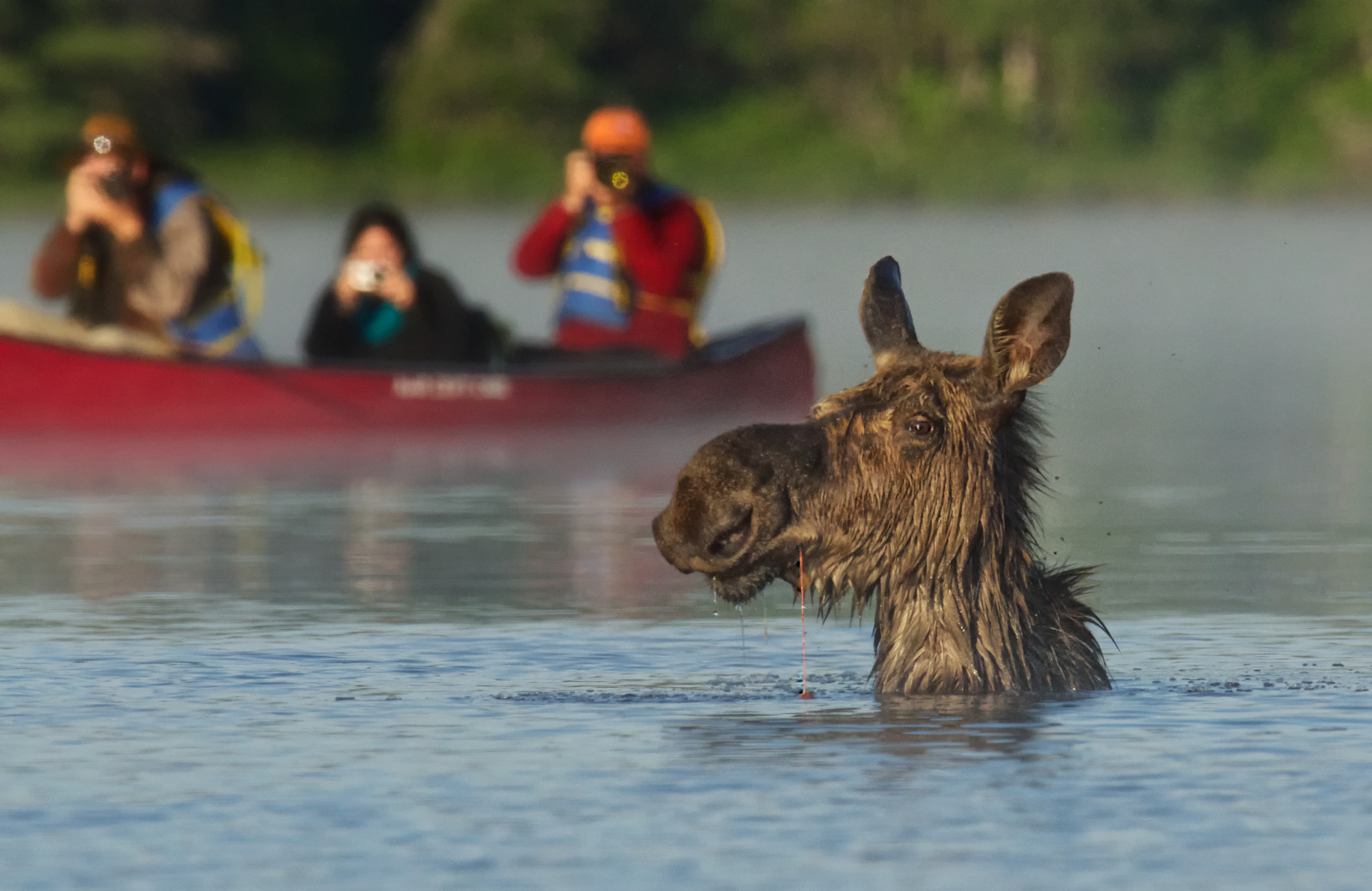 300mm F2.8 G sample photo. Paddling the back country of algonquin park in ont ... photography