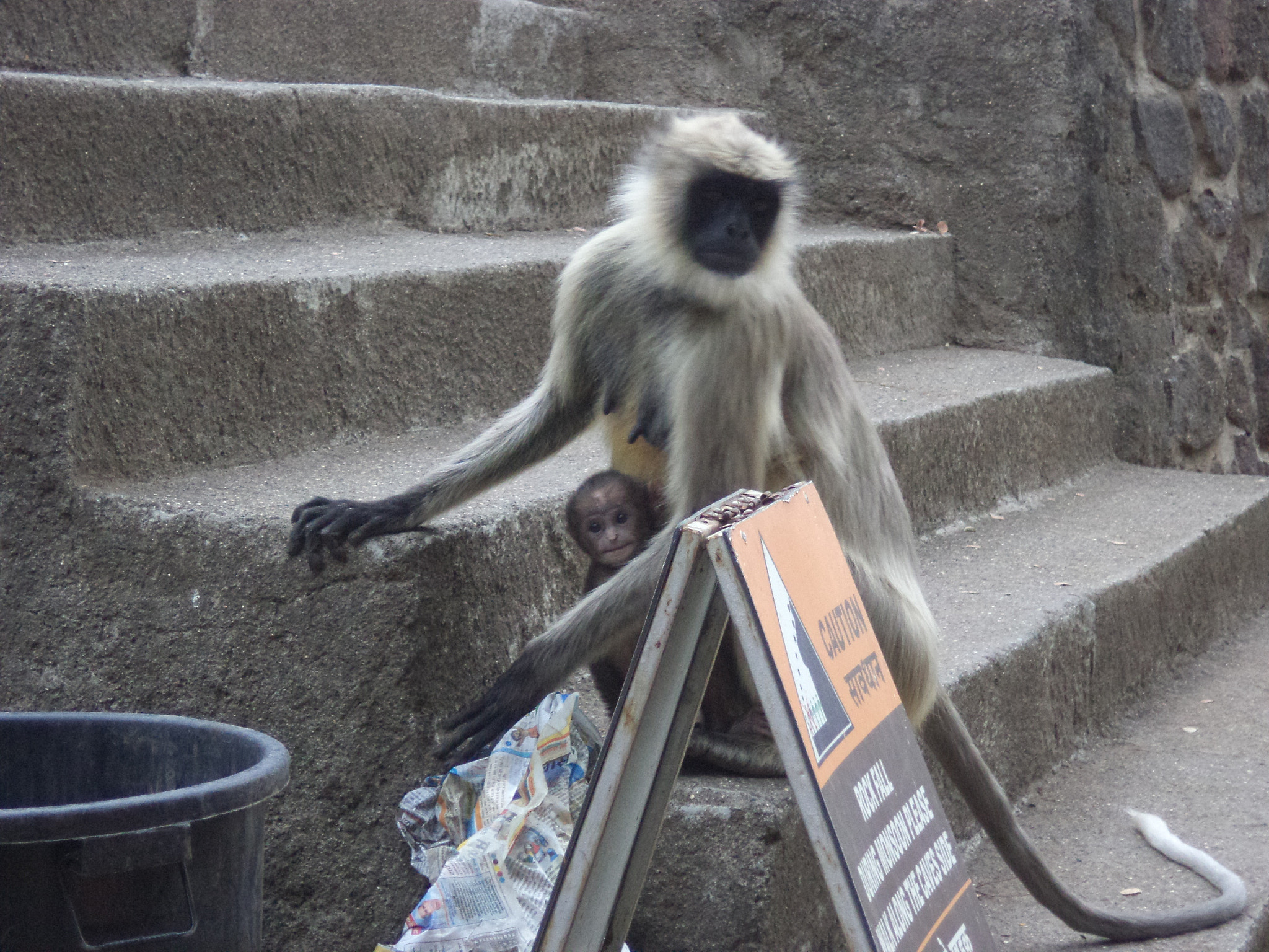 Sony DSC-S5000 sample photo. Monkey mom photography