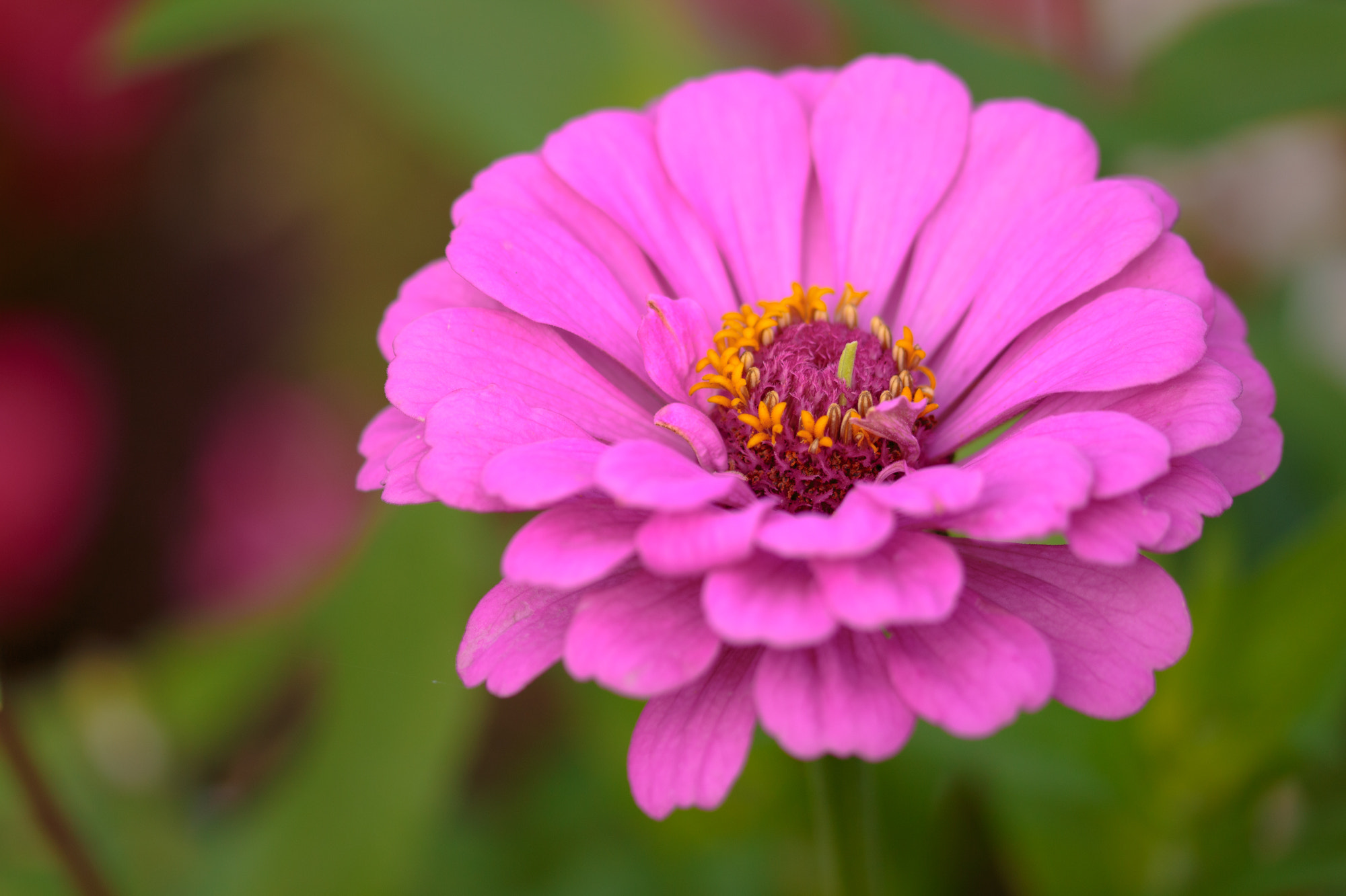 Sigma 105mm F2.8 EX DG OS HSM sample photo. Nature photography