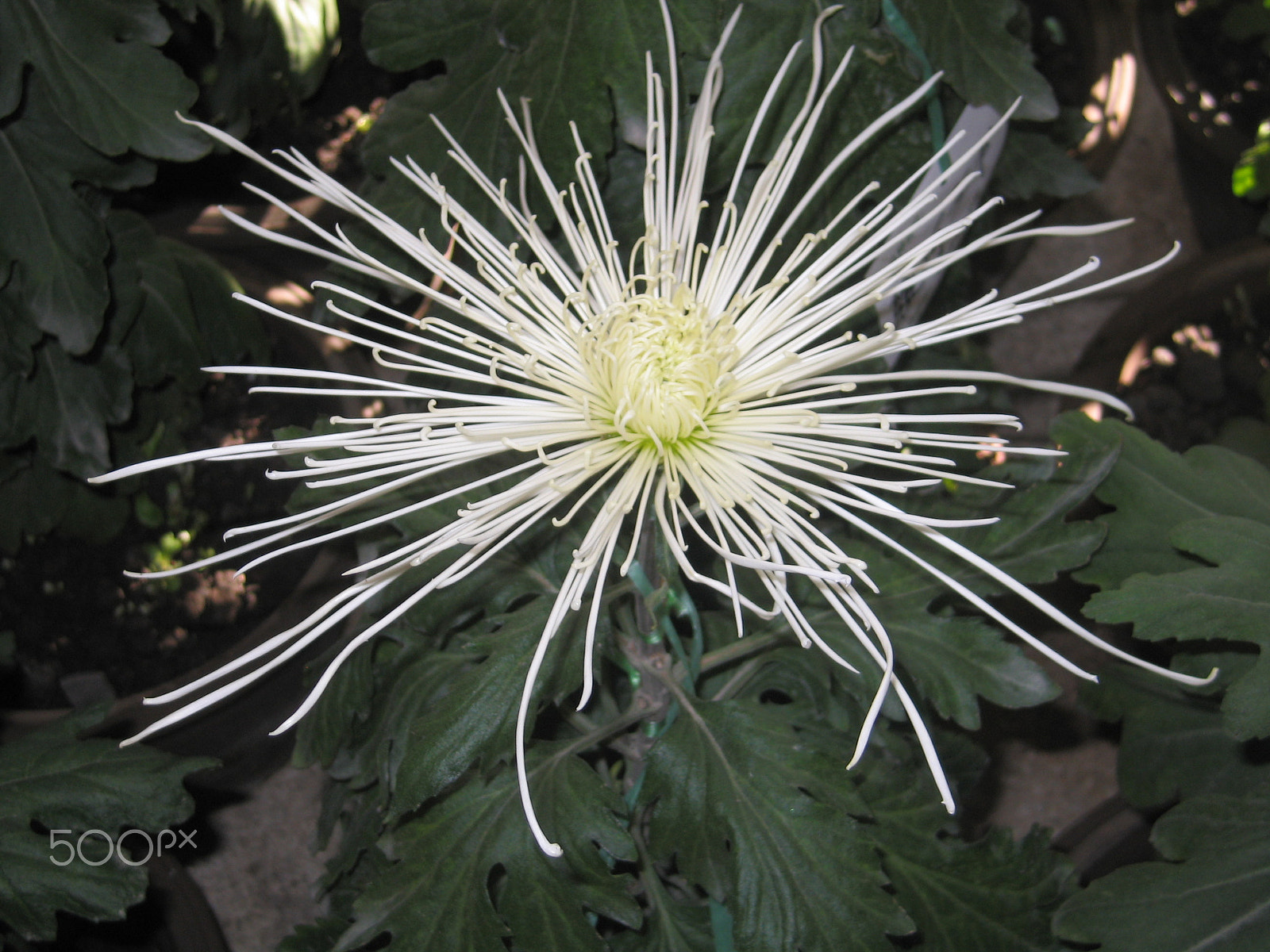 Canon POWERSHOT S60 sample photo. Img photography