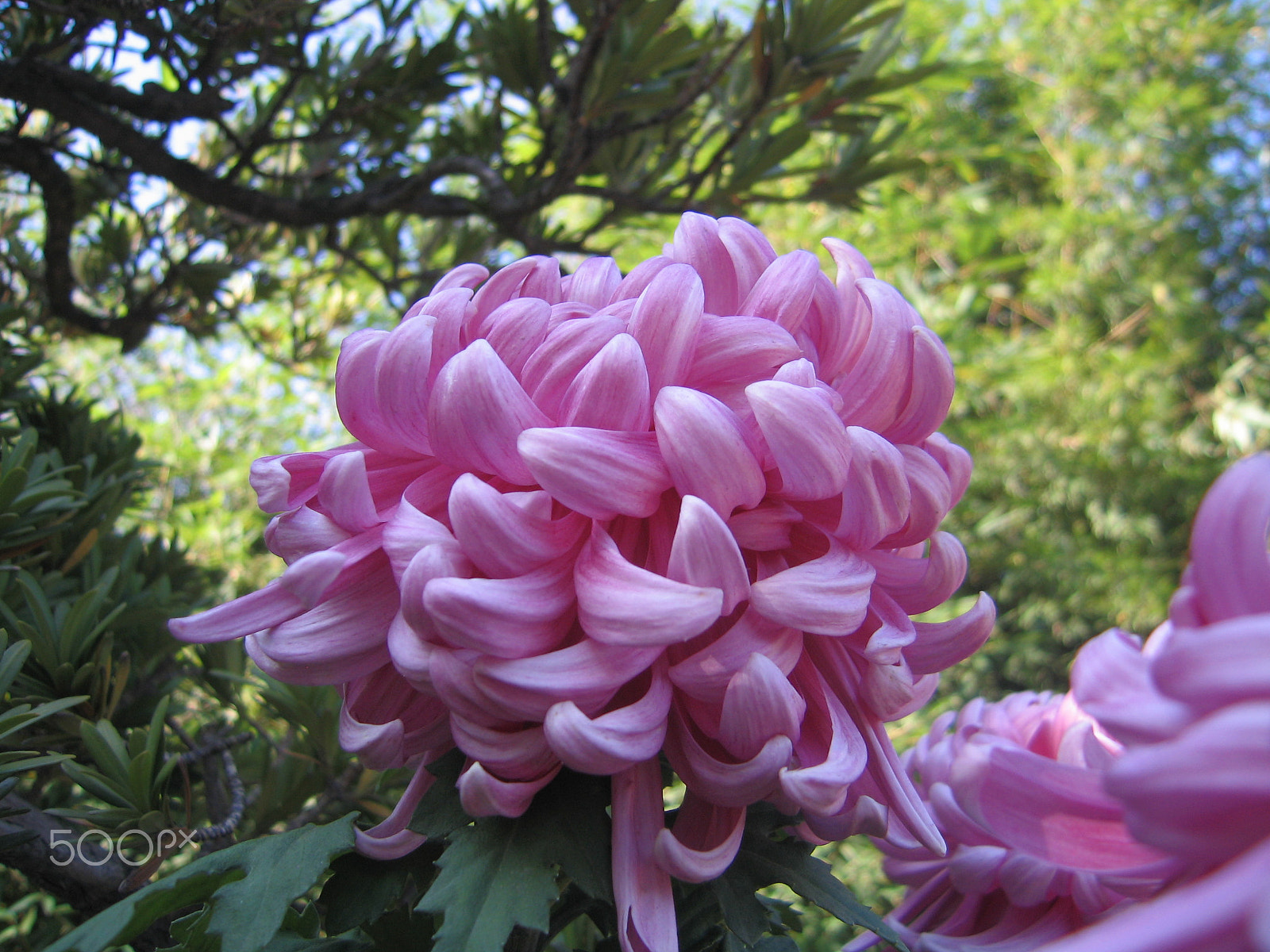 Canon POWERSHOT S60 sample photo. Img photography