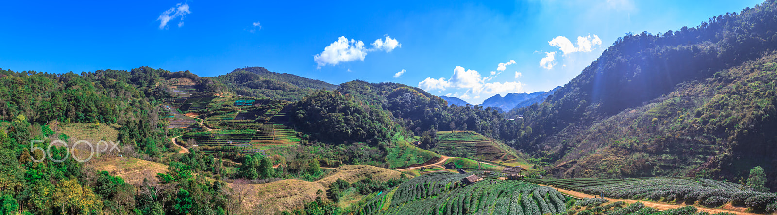 Sigma 18-35mm f/1.8 DC HSM sample photo. Tea farm at angkhang chiang mai photography