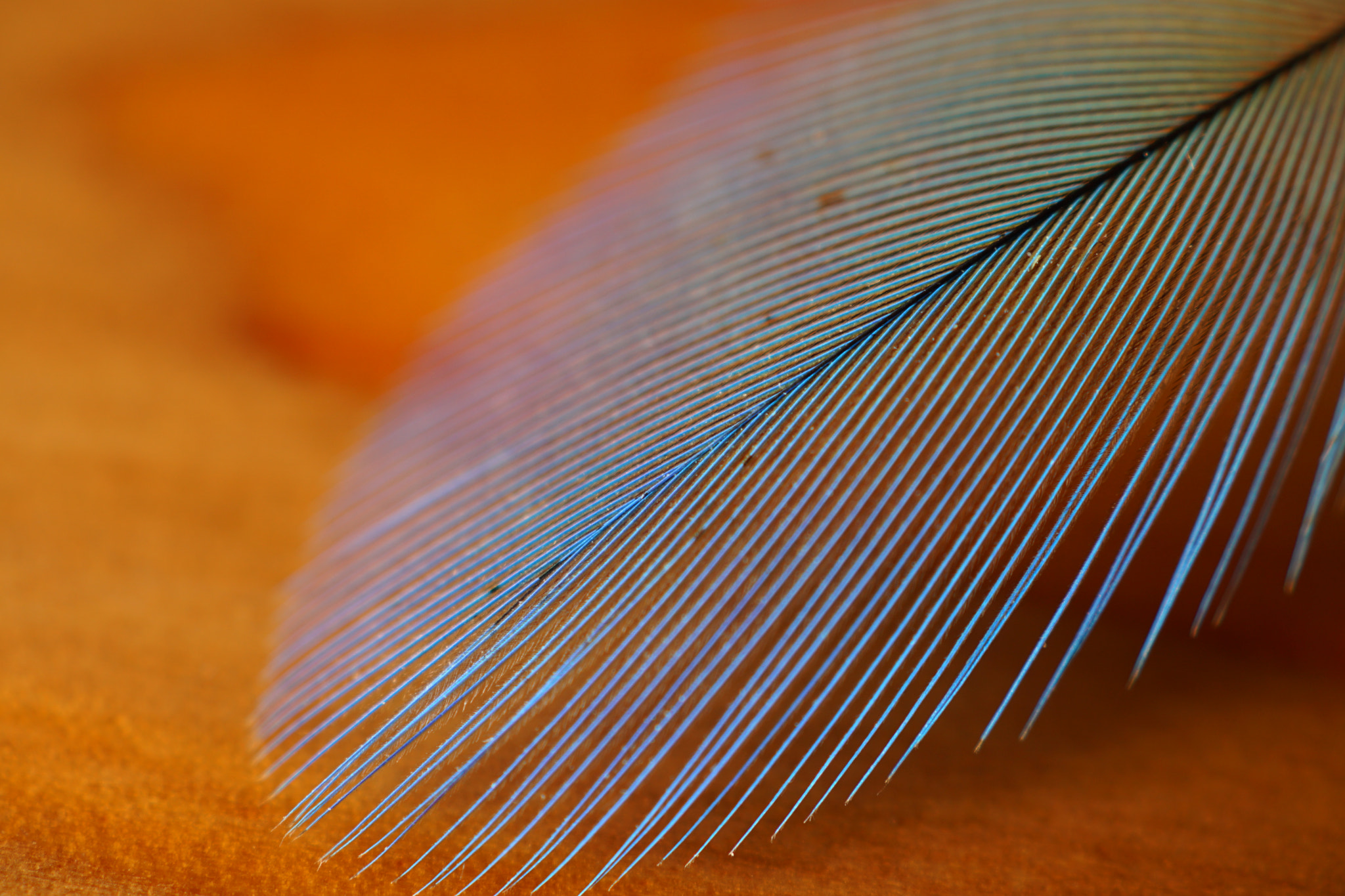 Sony DT 30mm F2.8 Macro SAM sample photo. Blue feather photography